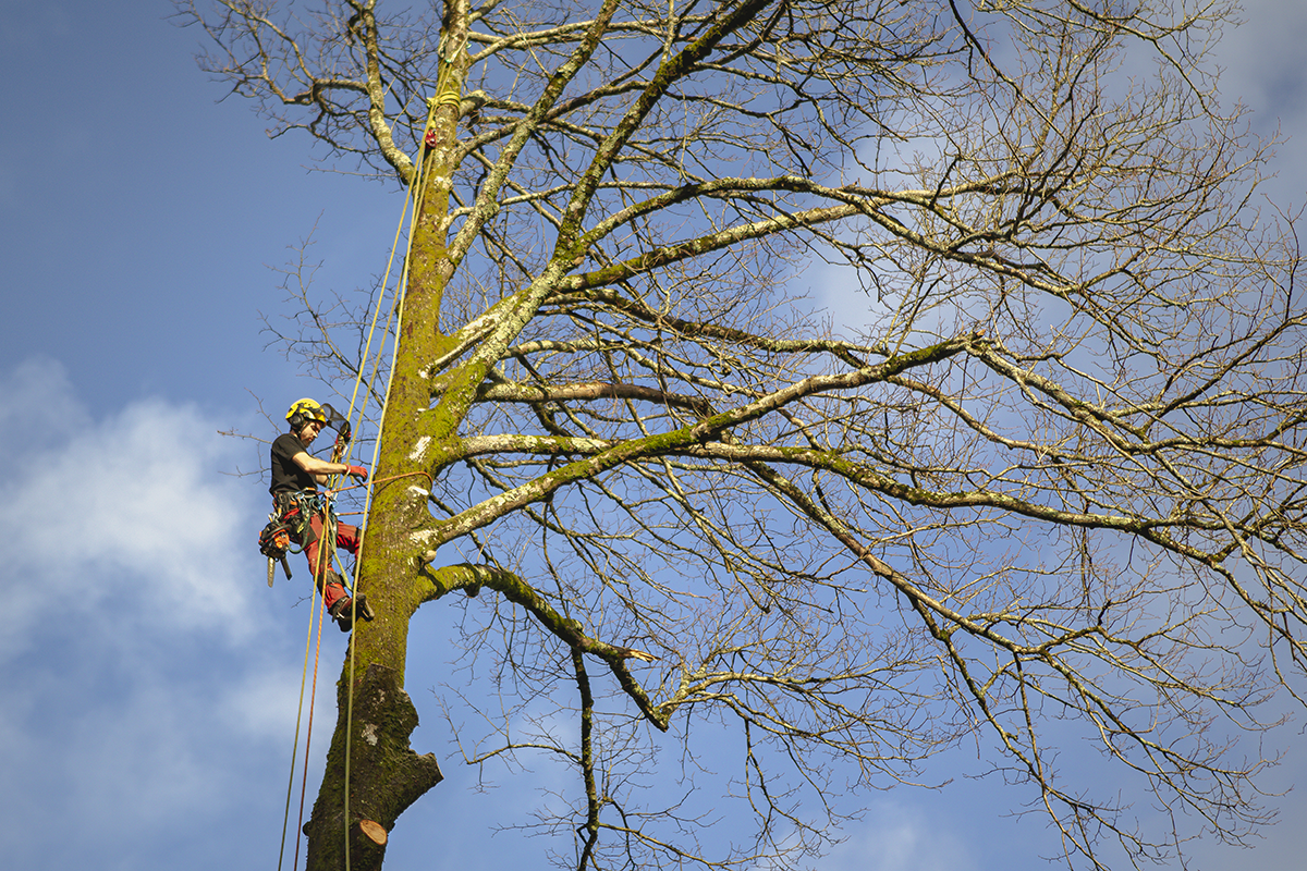 A person climbing a large, leafless tree with climbing gear and ropes on a sunny day.