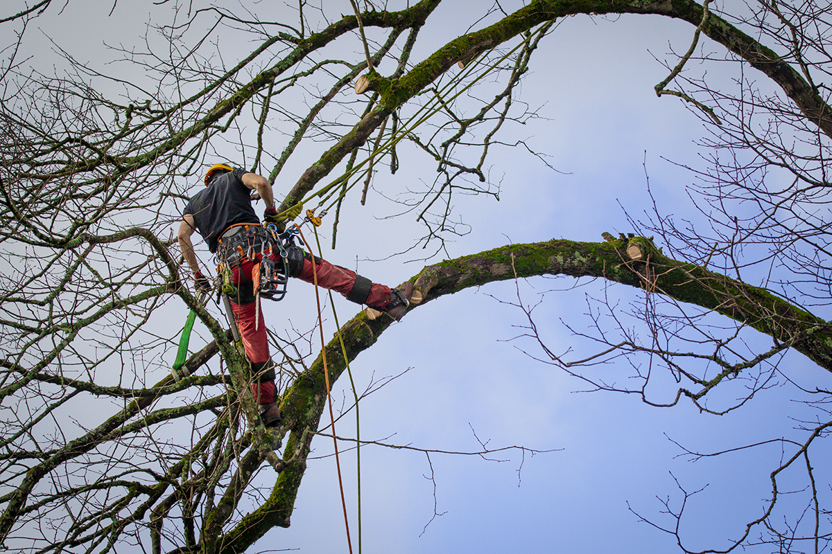 Climber pruning a large, leafless tree from a high branch out in the open sky.