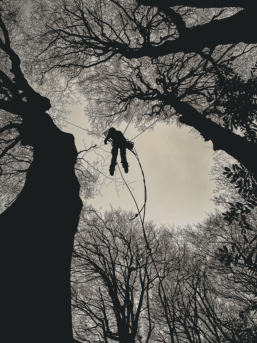 A worker in safety gear cleaning or trimming a tall tree with a harness, ropes, and a bucket, viewed from below with leafless trees surrounding and reaching up toward the sky.