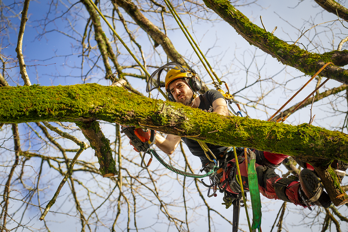 Tree worker wearing a helmet and safety gear, climbing and cutting branches on a leafless tree.