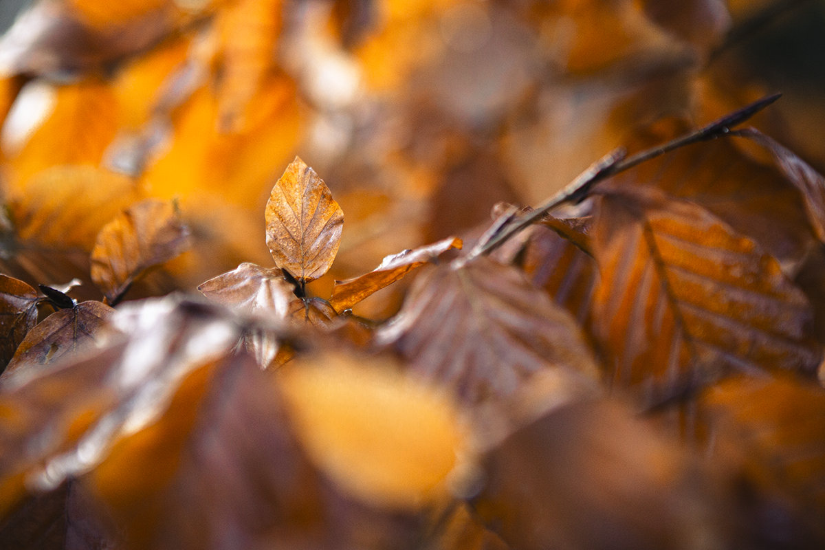 Close-up of brown and orange fallen autumn leaves on the ground.