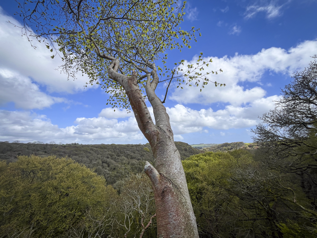 A tall tree with a slightly twisted trunk and green leaves at the top, standing over a forested landscape with rolling hills and scattered clouds in the sky.