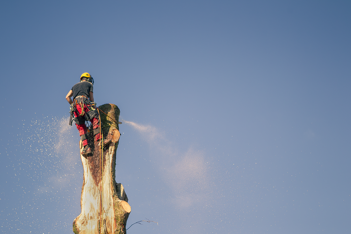 A person wearing safety gear climbing or cutting a tall tree against a clear blue sky.
