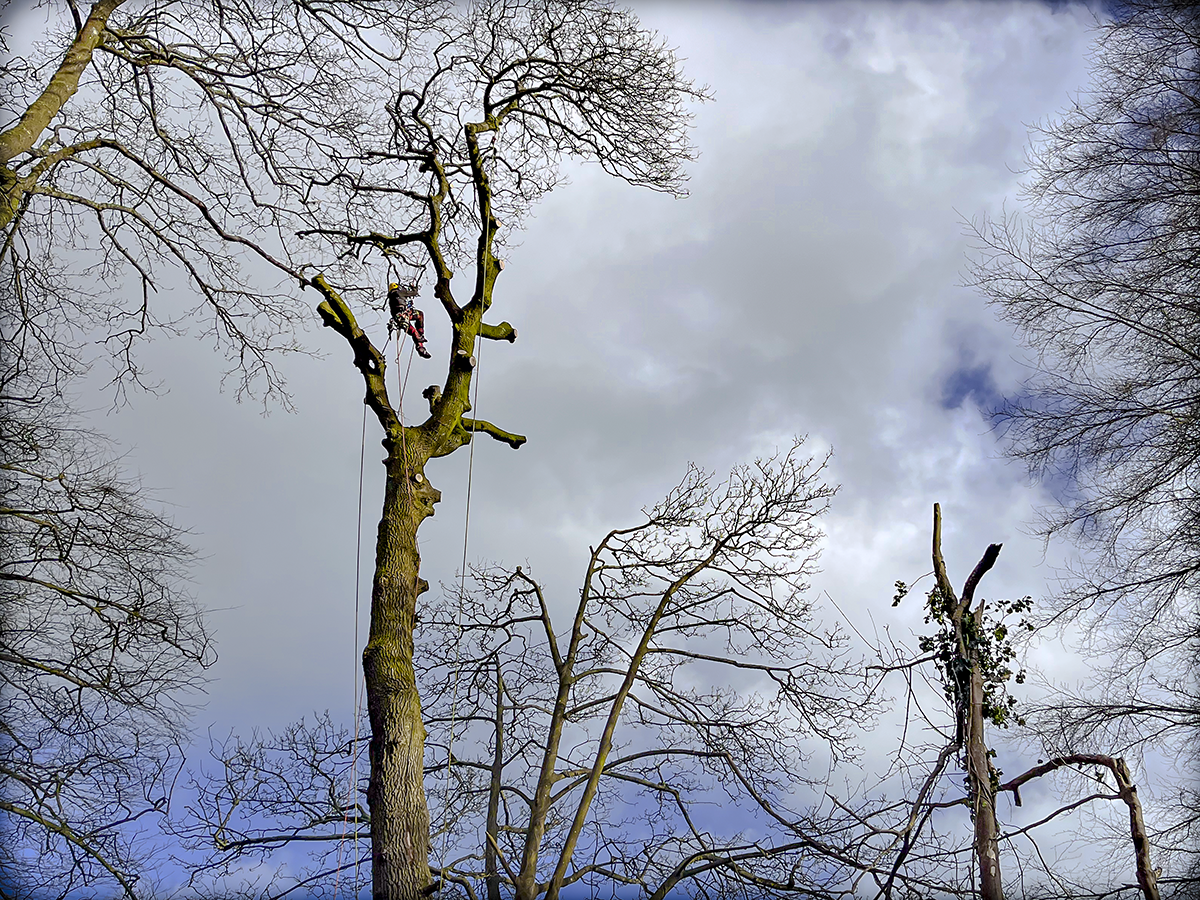 Tree being pruned by arborist using climbing gear and ropes, with a cloudy sky in the background.