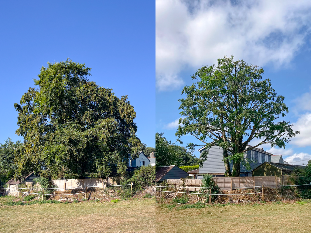 Beech before and after.png