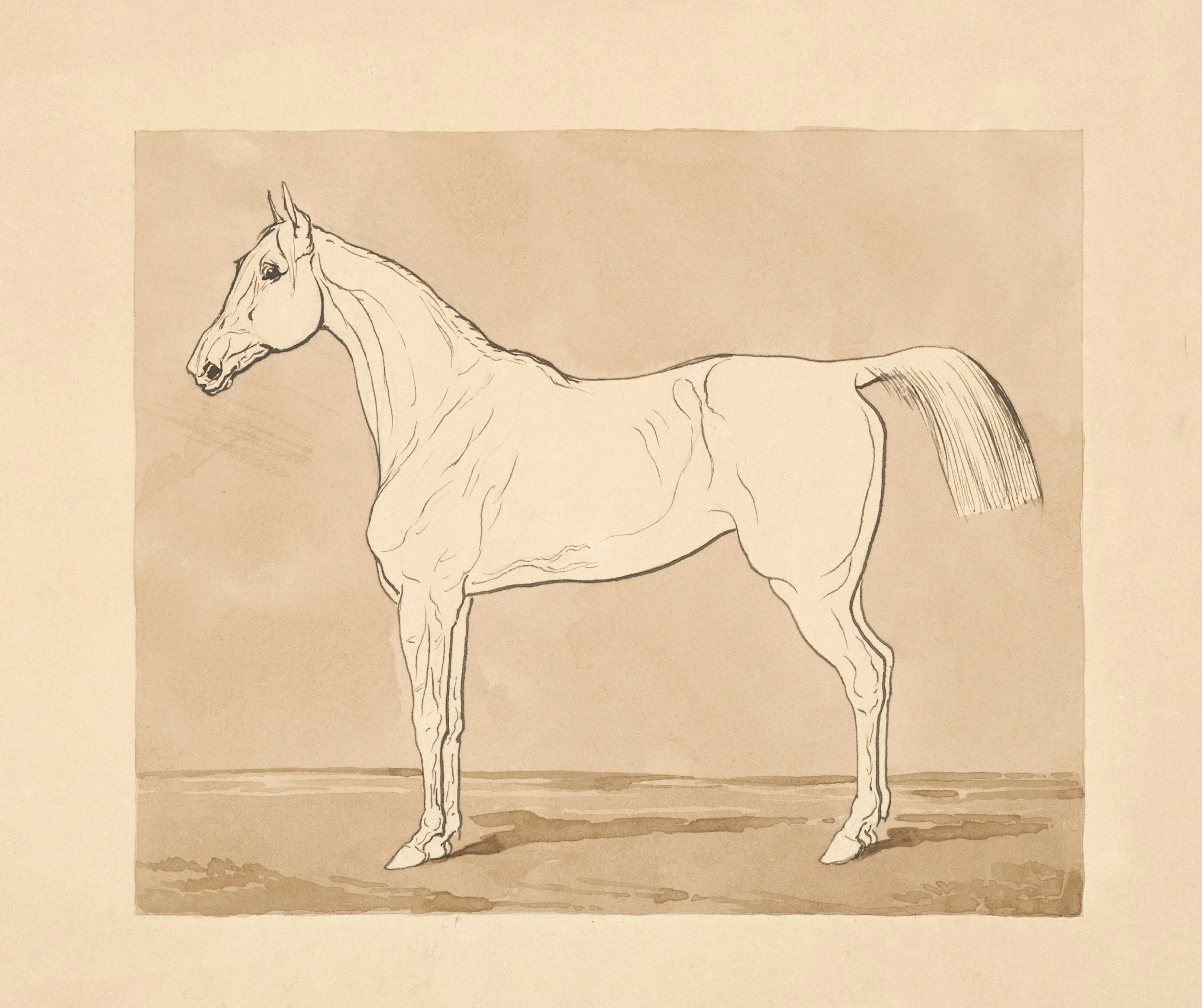 glossary of horse terminology