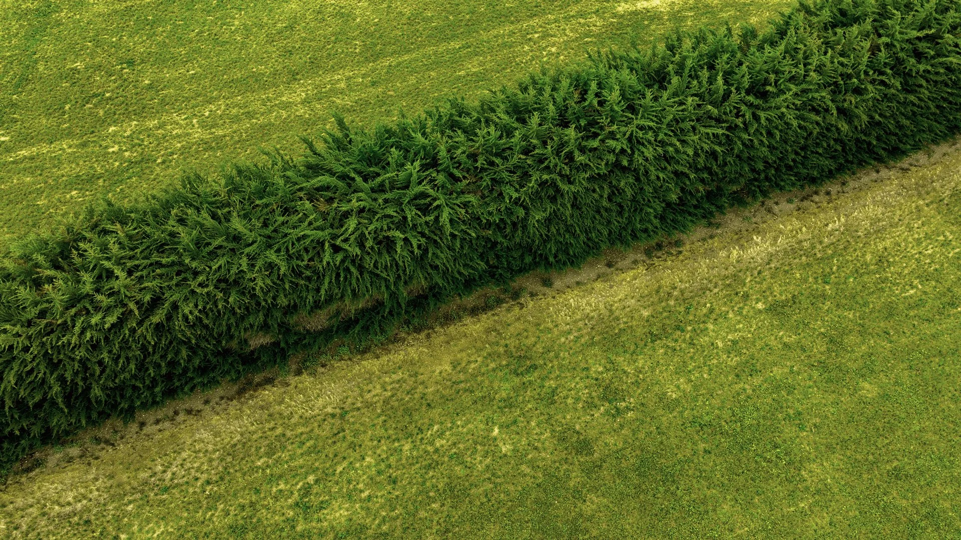 Aerial view of a green hedge separating two grassy fields.