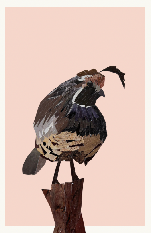 California+Quail.png