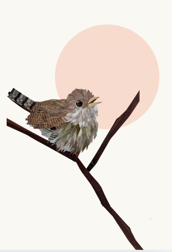 House Wren
