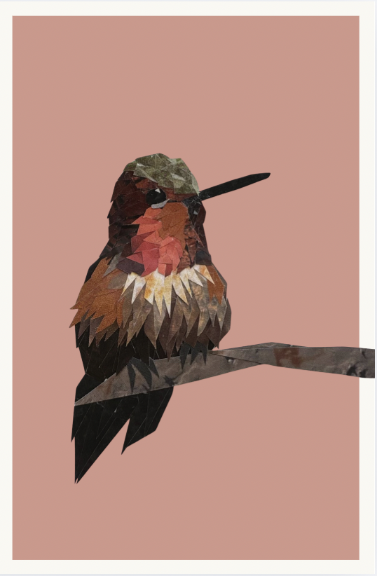 Rufus Hummingbird