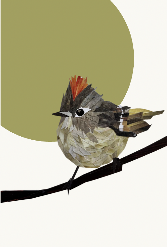 Ruby-Crowned Kinglet