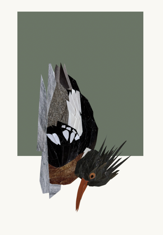 Red-Breasted Merganser