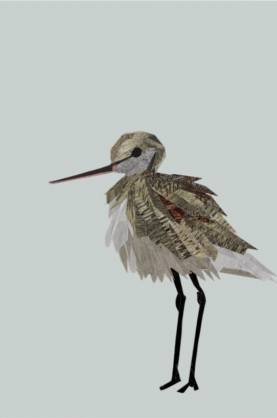 Hudsonian Godwit