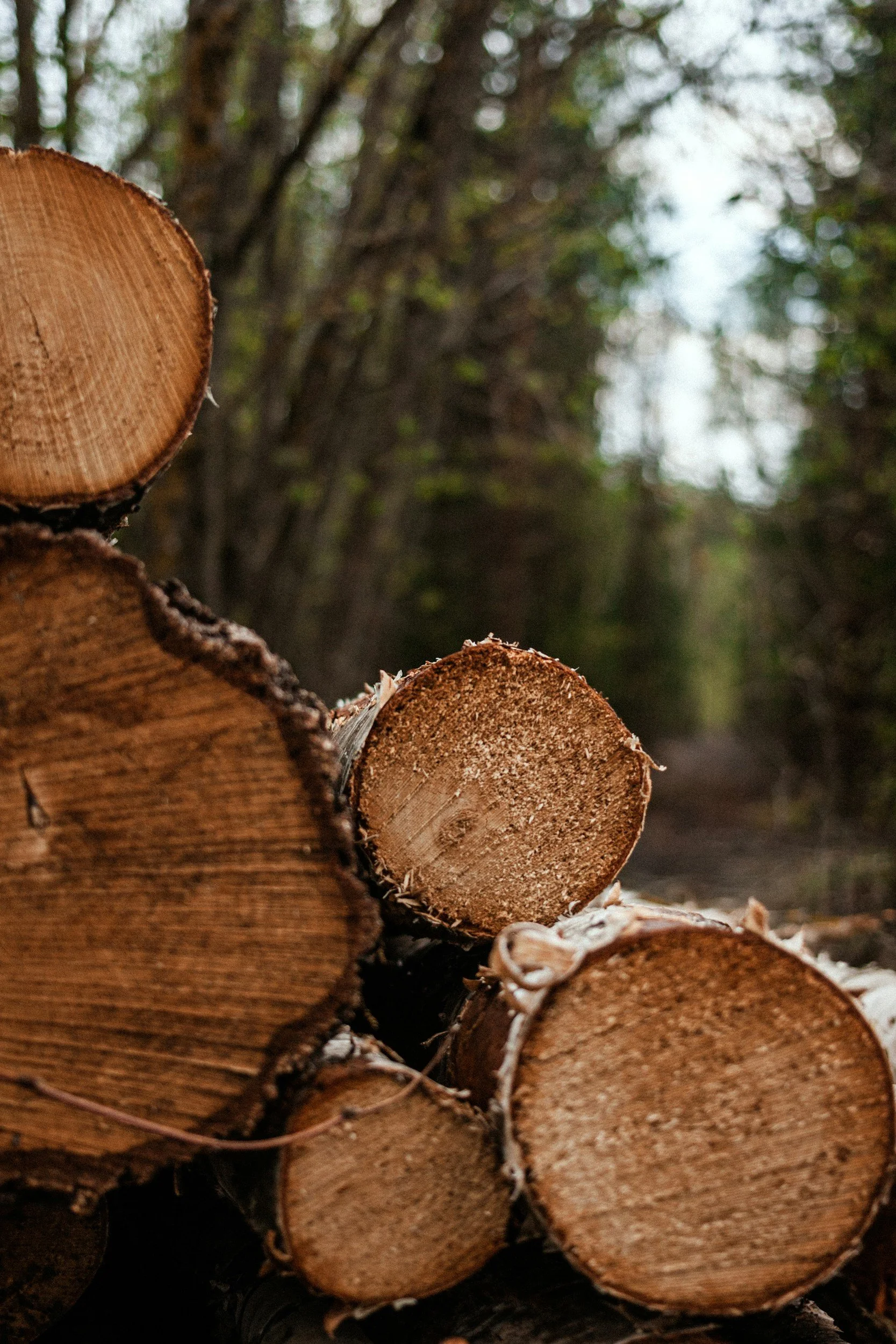 A stack of cut logs lying on the ground in a forest with blurred trees and foliage in the background.