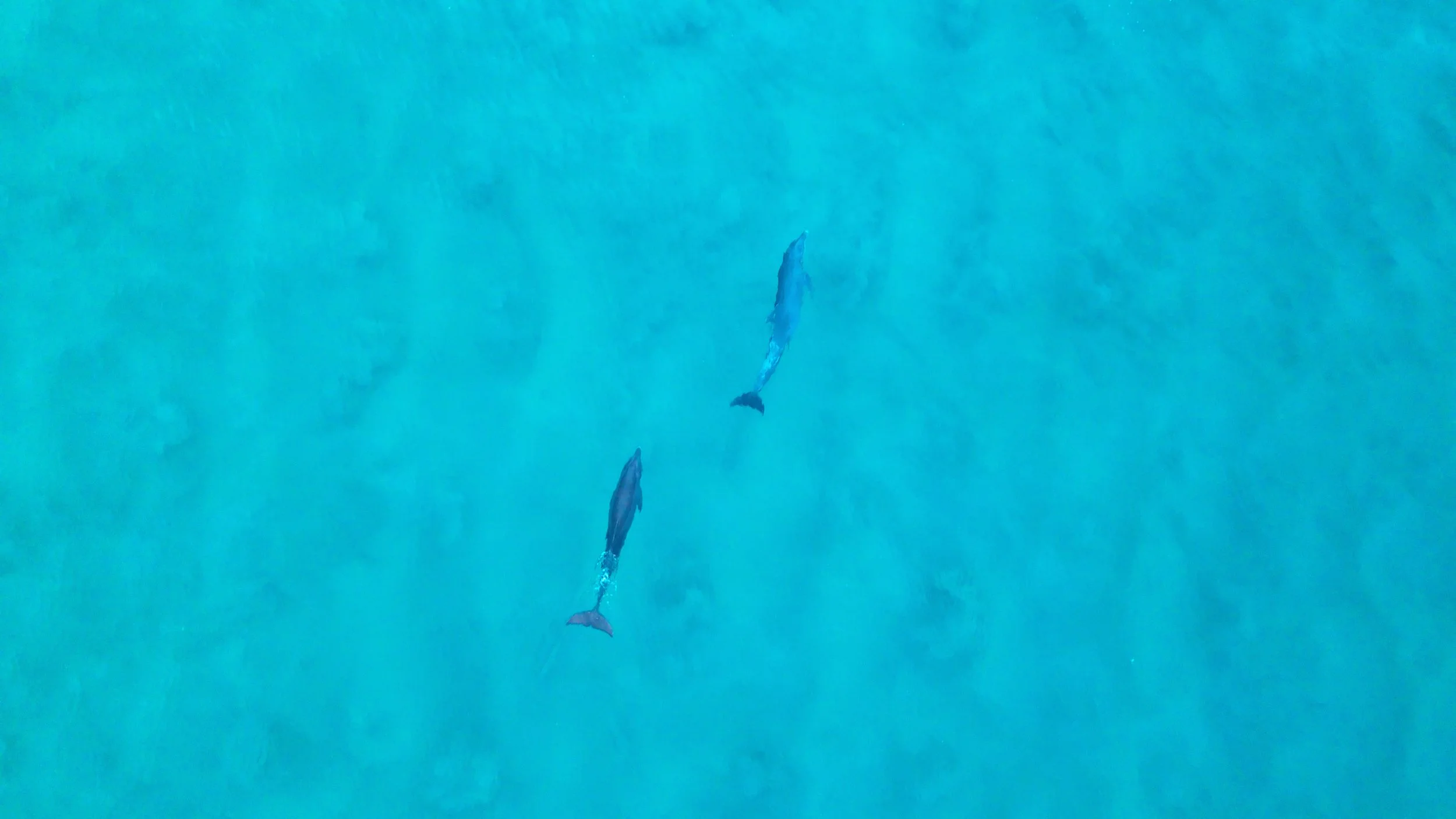 Two dolphins swimming together in the ocean.