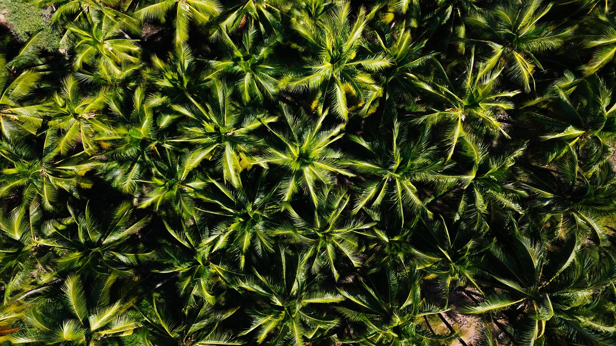 An aerial view of a dense cluster of tropical palm trees with long green fronds.