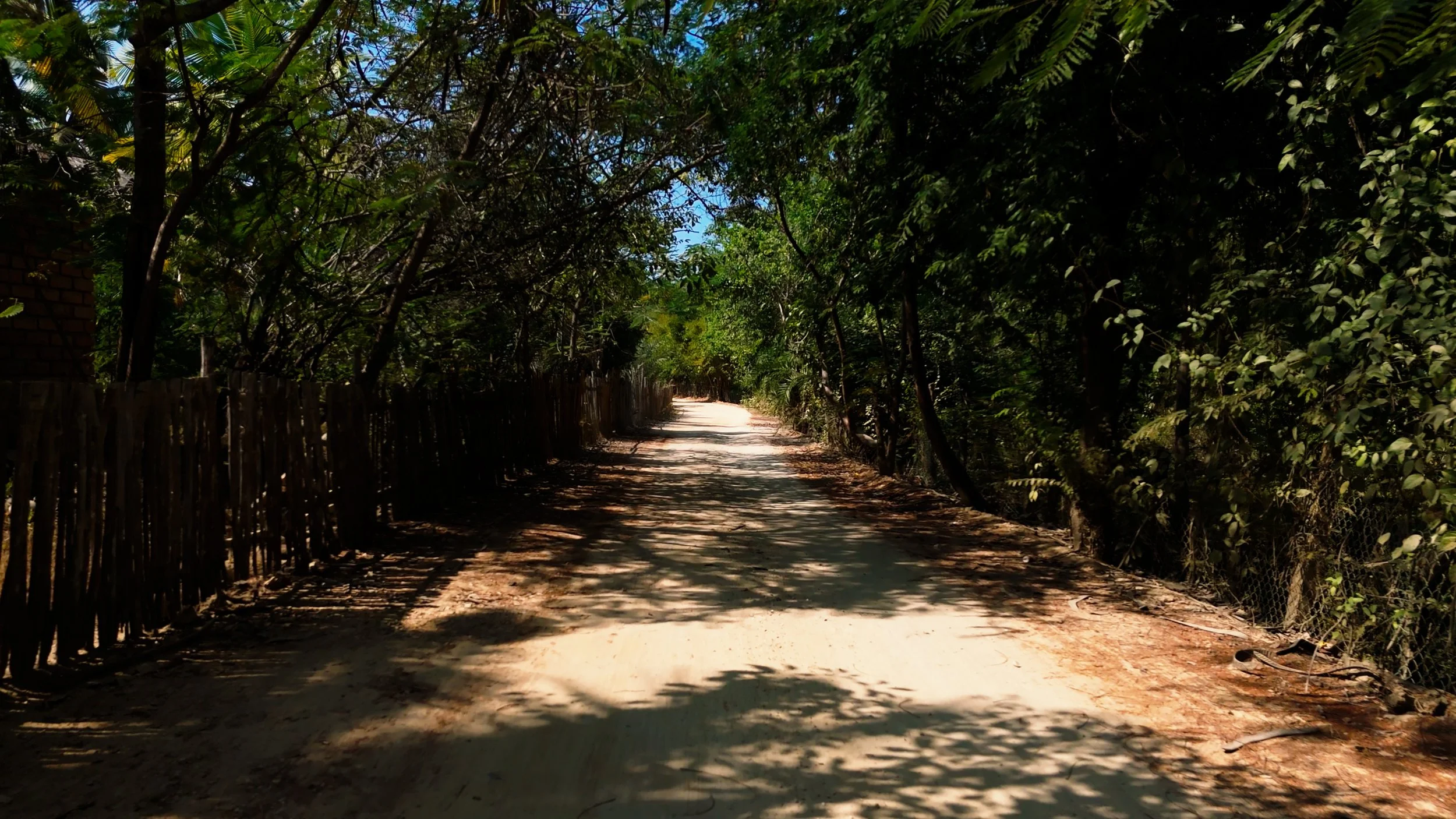 A dirt road surrounded by dense green trees and bushes on both sides, with shadows cast on the ground on a sunny day.