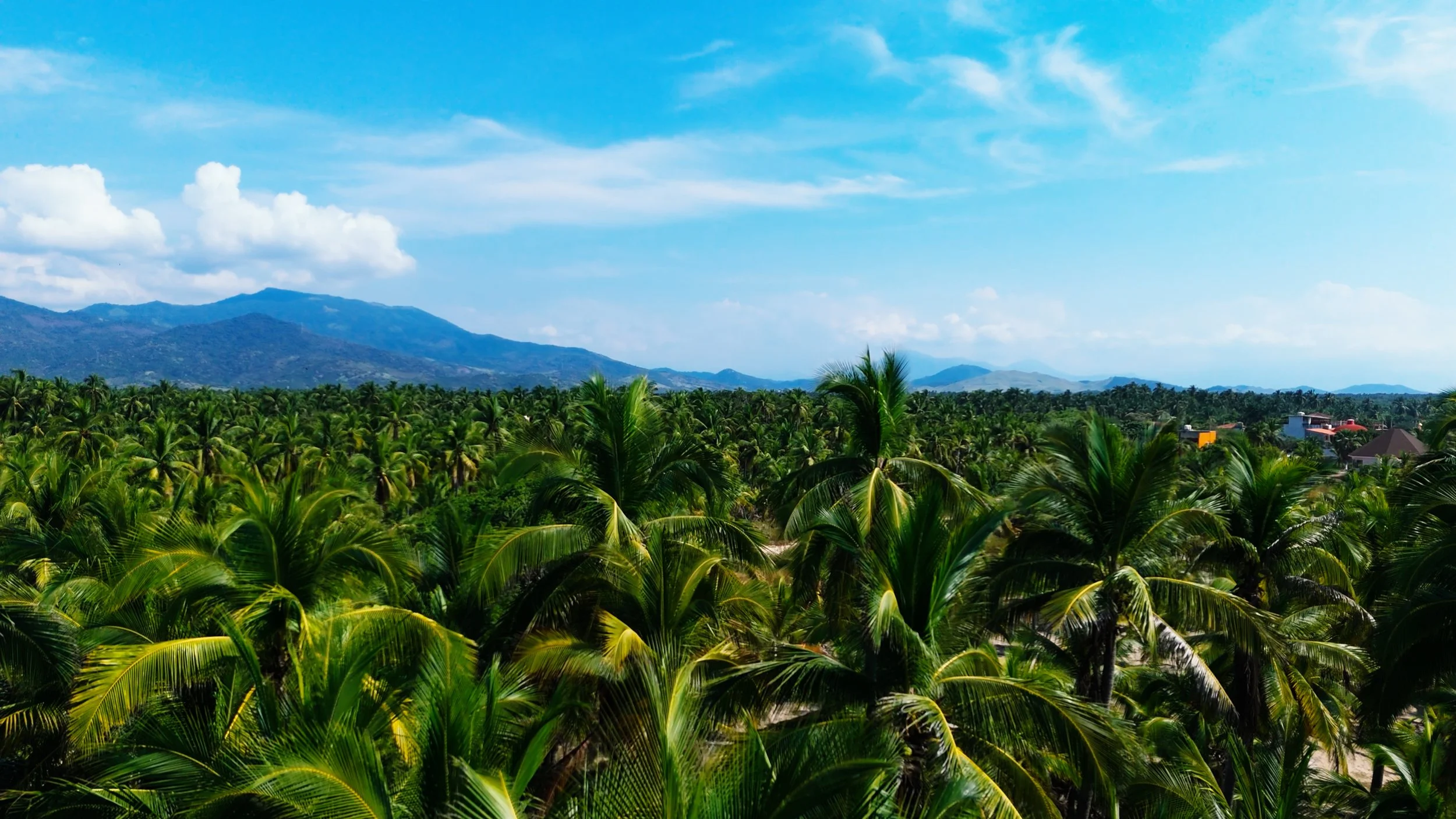 A lush green landscape filled with numerous palm trees, with distant mountains on the horizon under a partly cloudy blue sky.