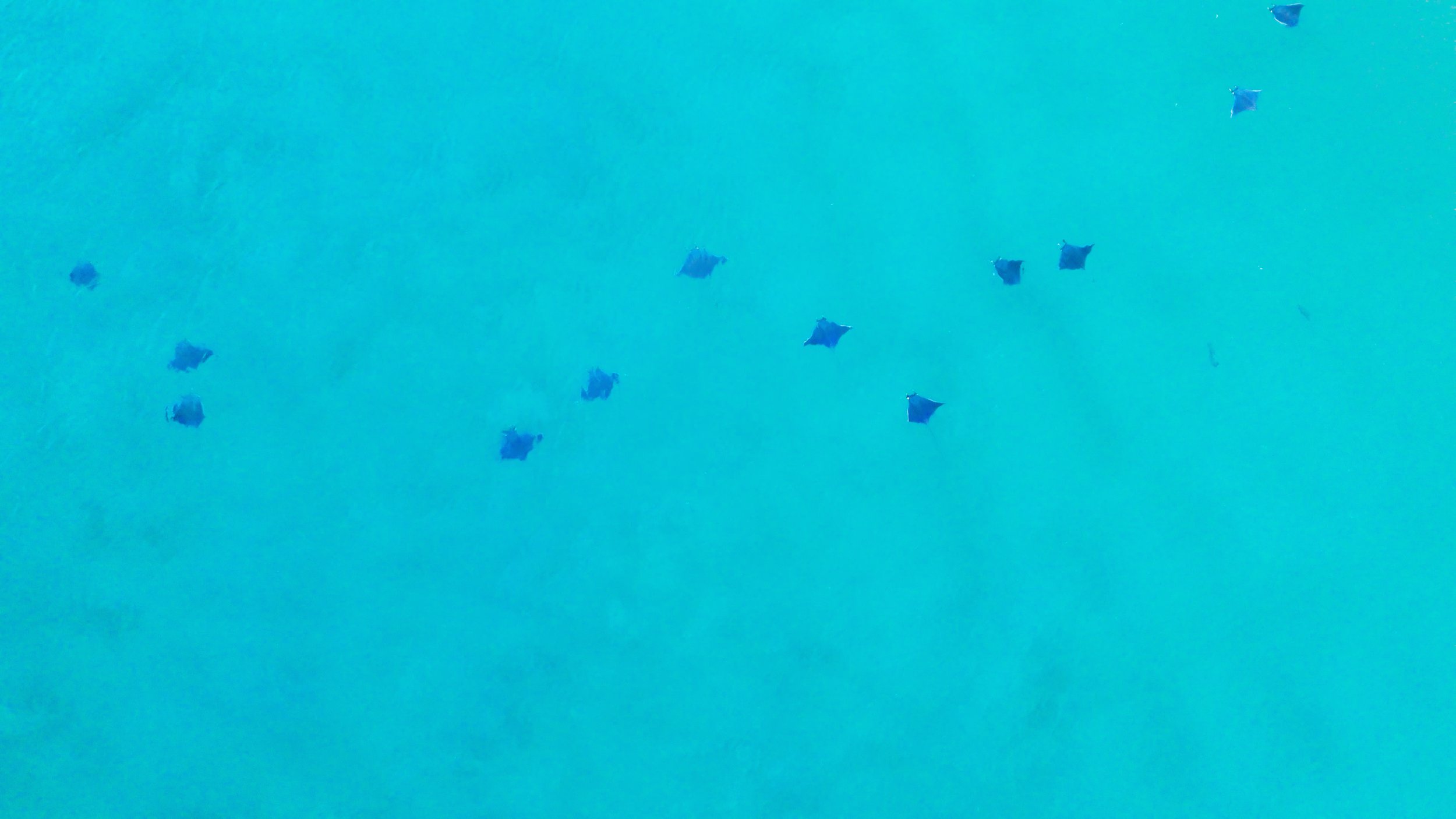 Group of small, dark, geometric-shaped objects floating in a bright blue space, resembling a digital or abstract scene.