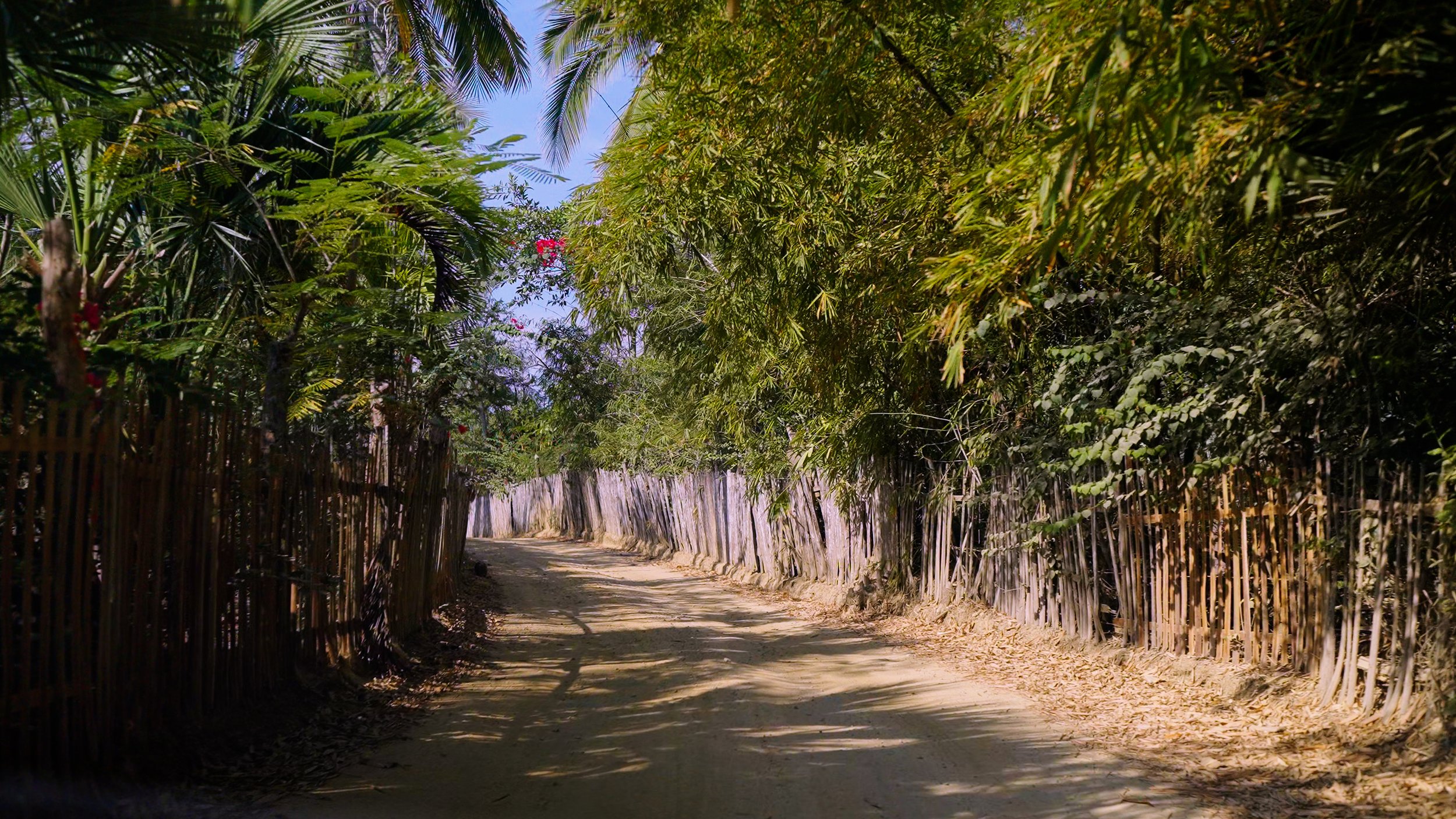 Dirt path through a lush green tropical forest with dense trees and foliage on both sides, bright sunlight casting shadows on the ground.