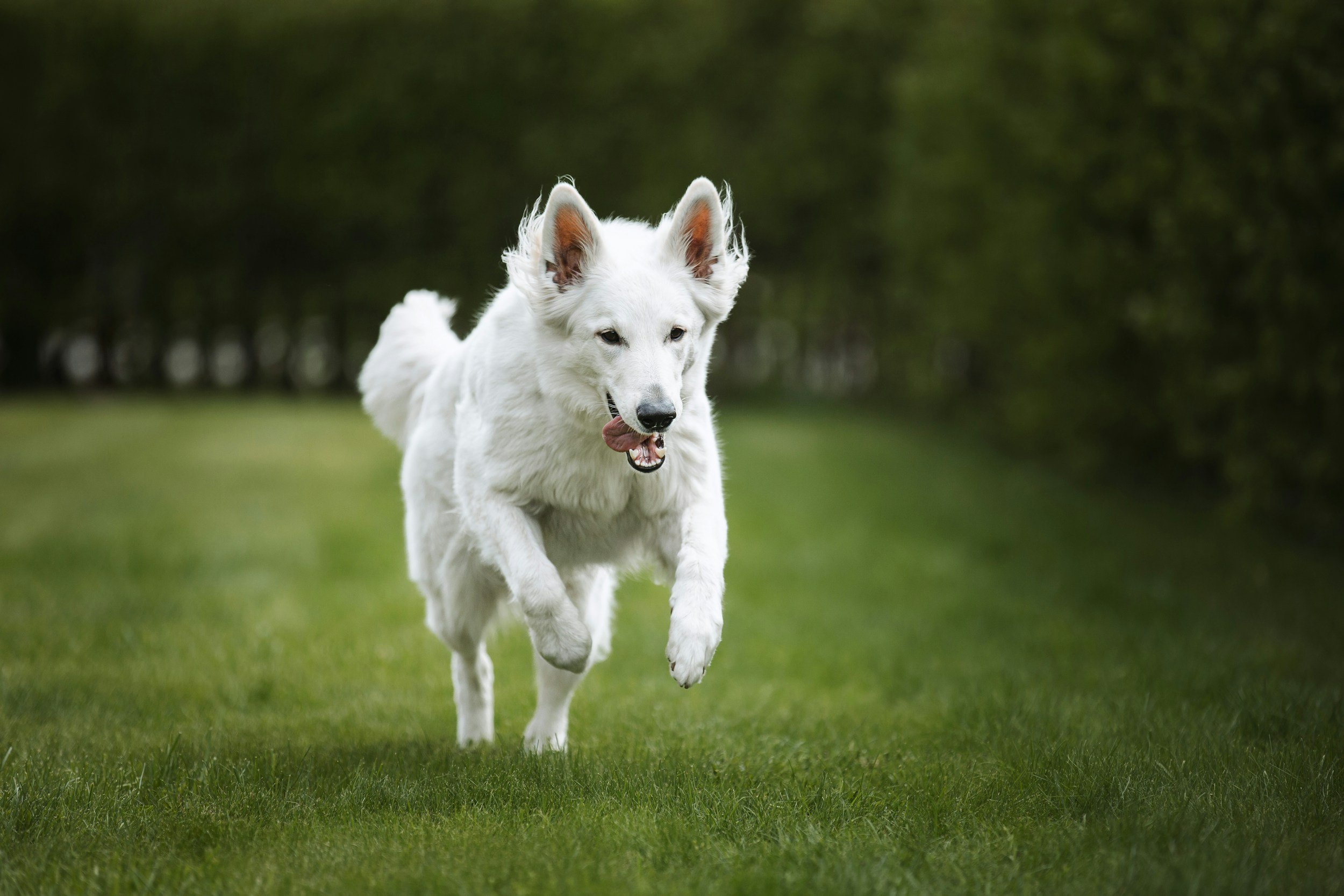 A white dog running on a grassy field with a blurred green background.