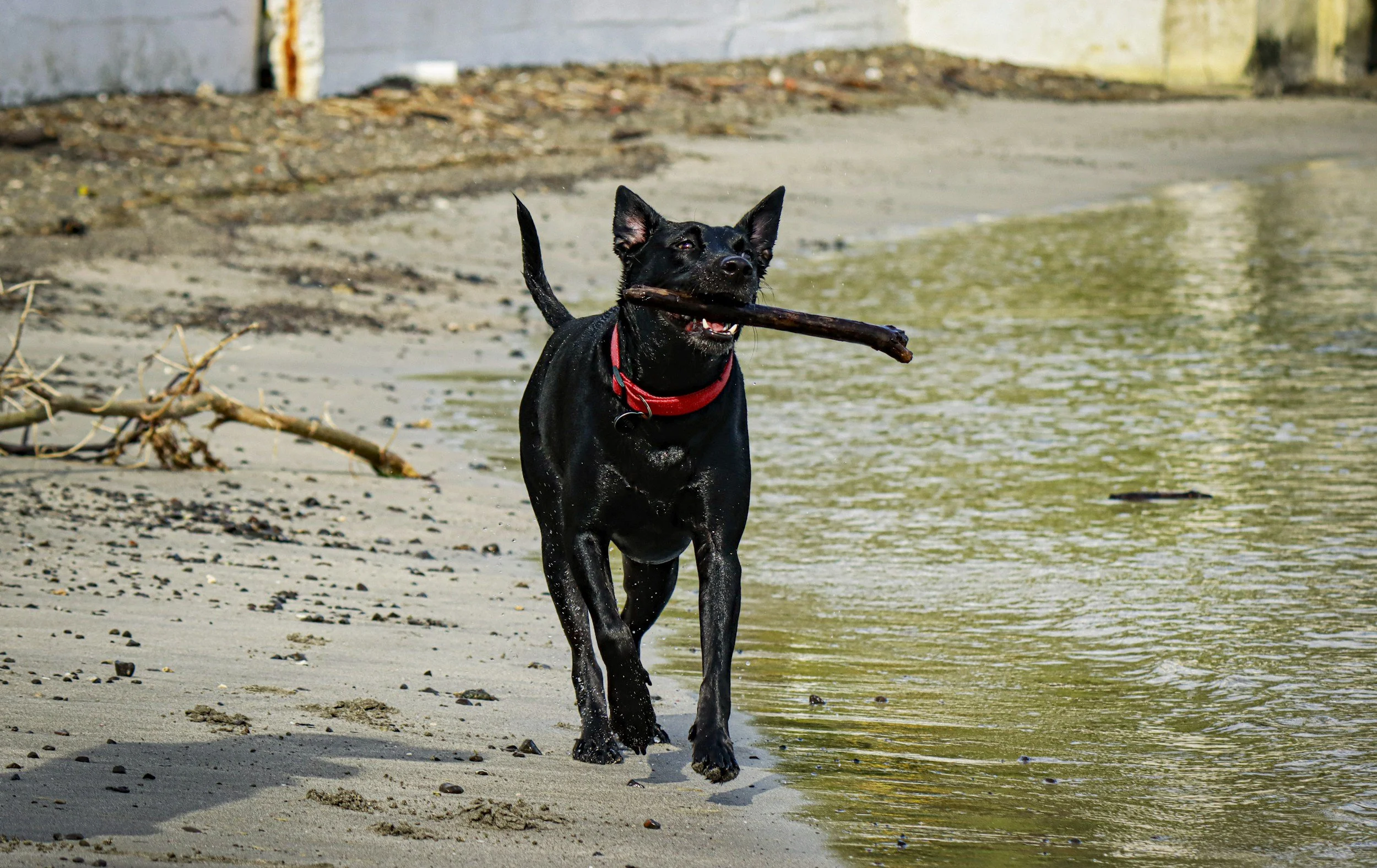 A black dog with a red collar running on a sandy beach with a stick in its mouth near the water.