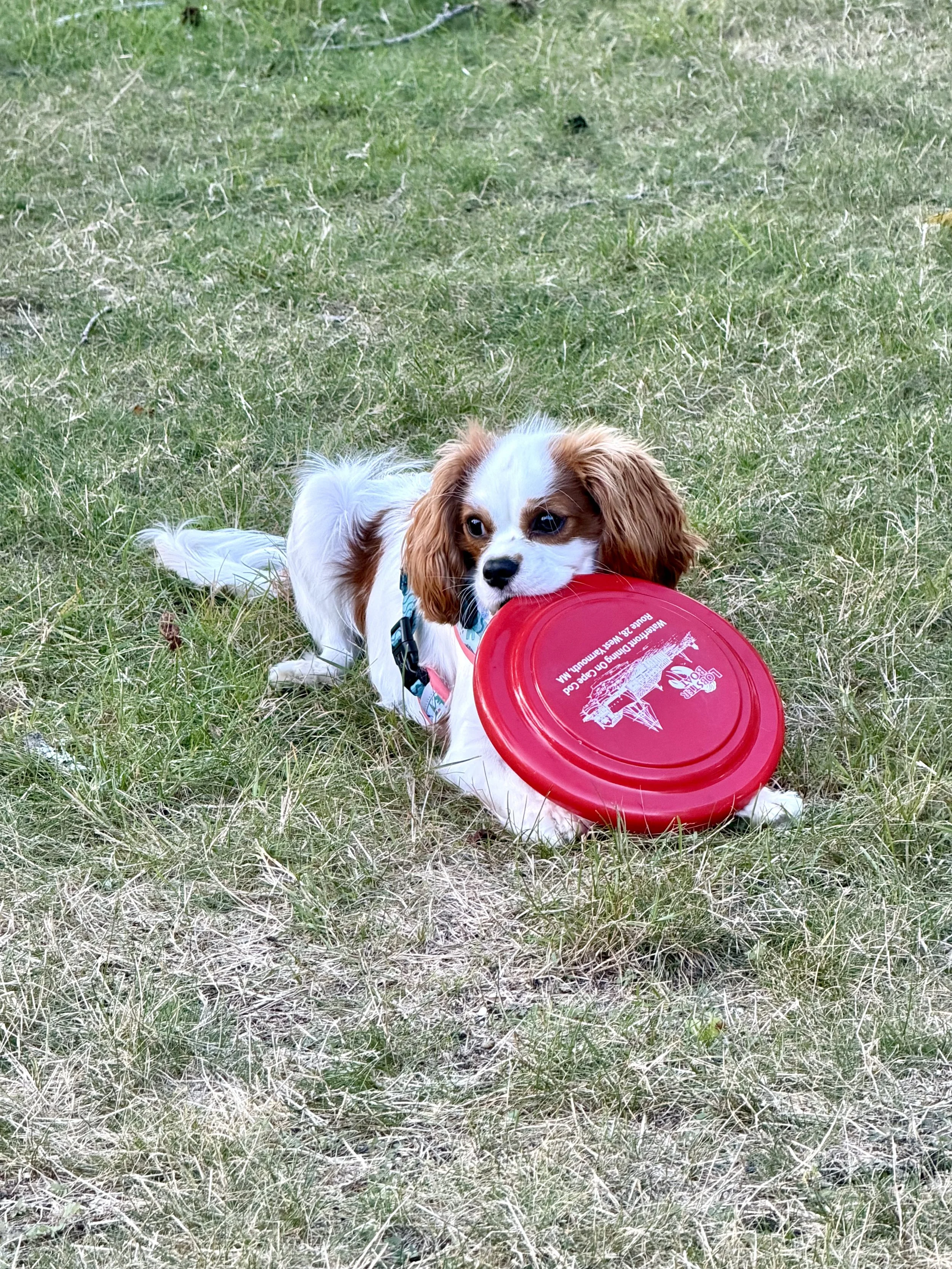 A small brown and white puppy playing with a red frisbee on a grassy field. Madison Long providing online therapy in NC SC & VA Flourish Forward Counseling for teens adults & families support for trauma/ EMDR pregnancy & postpartum eating disorders