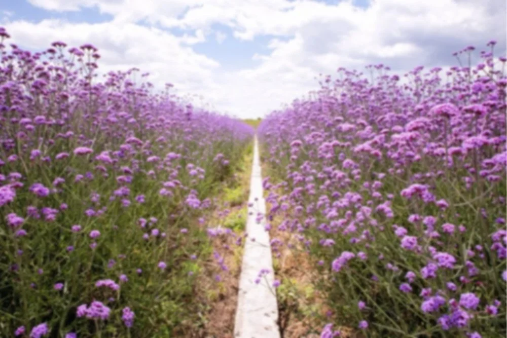 A pathway running through a field of purple flowers under a partly cloudy sky.