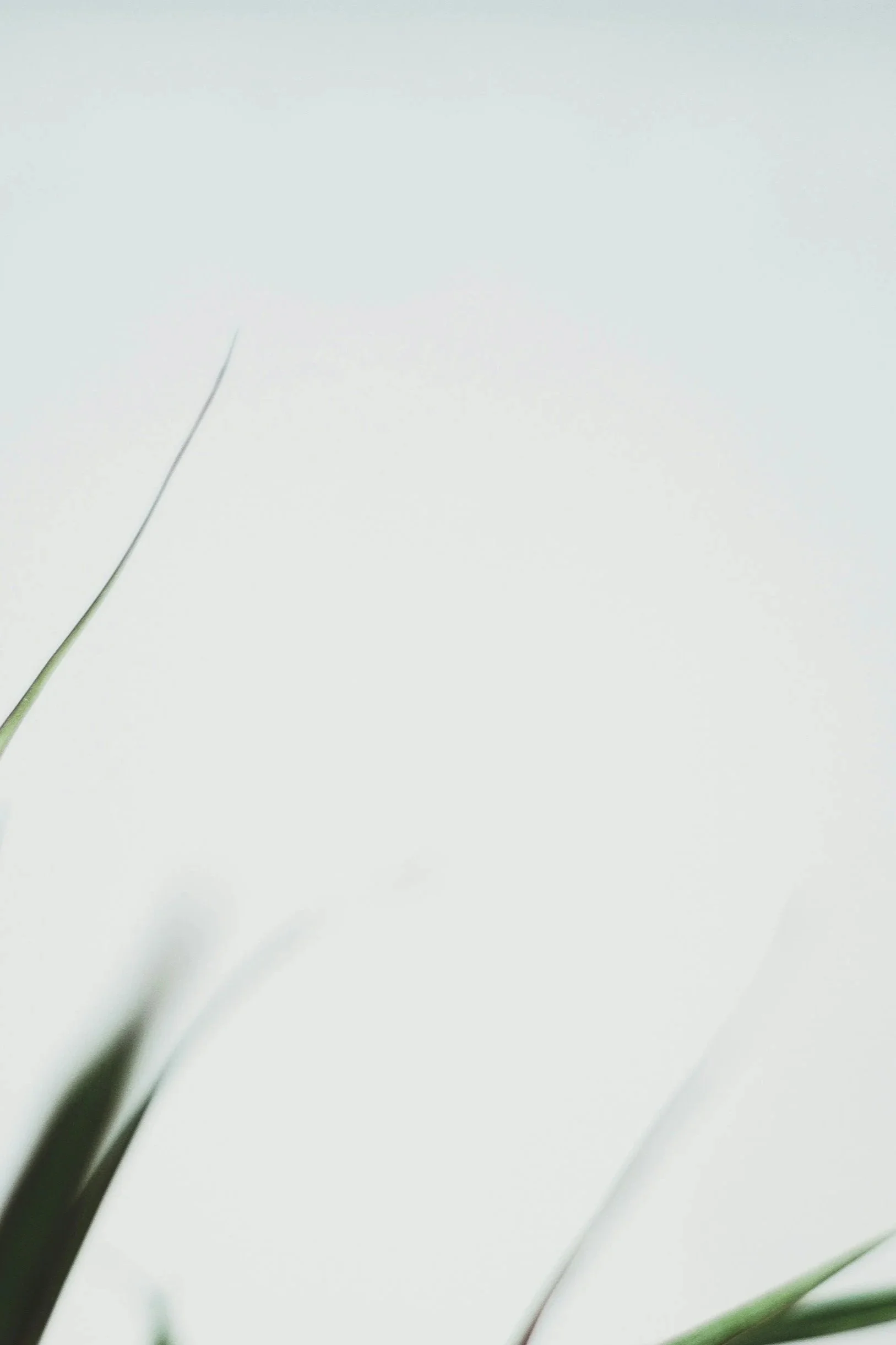 Close-up of white flowers with green leaves, minimalistic background.