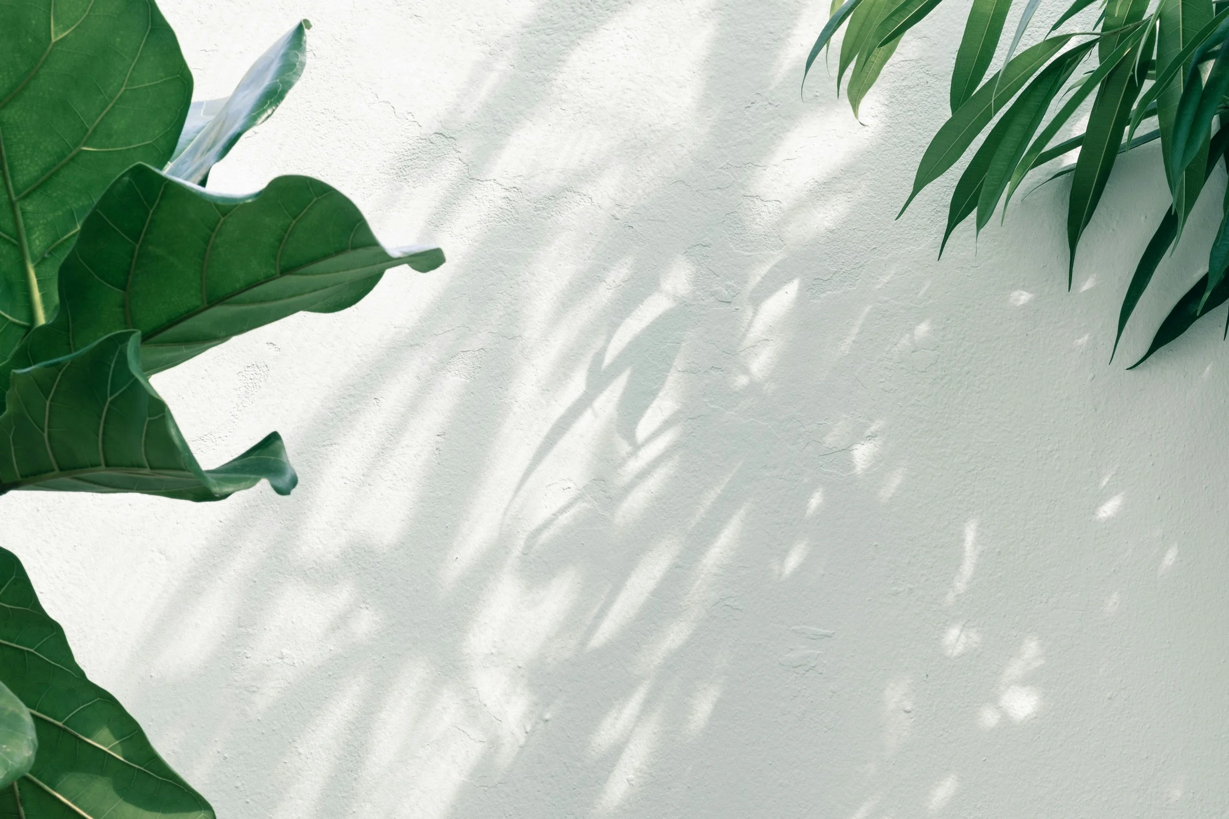Green tropical leaves casting shadows on a textured white wall.