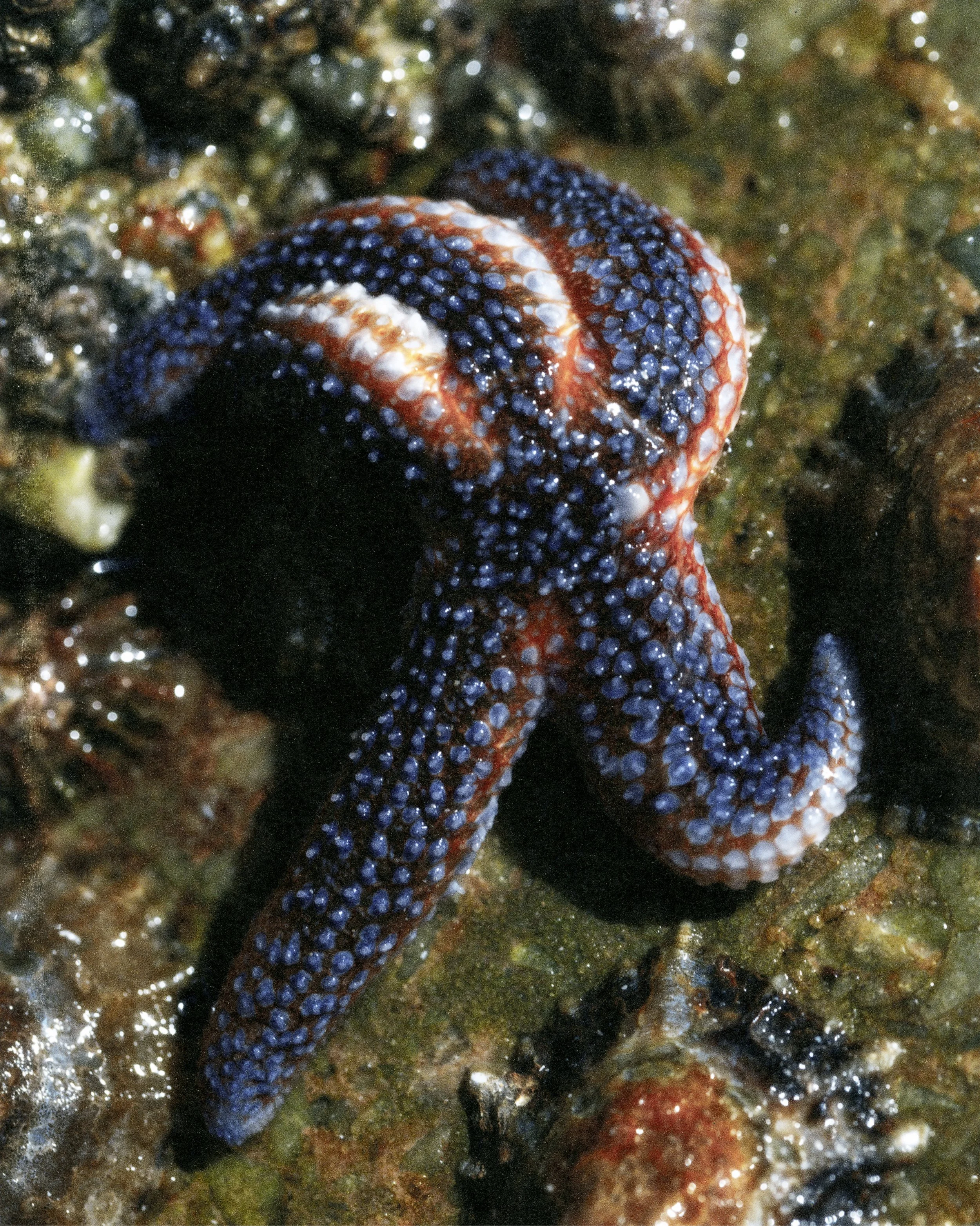 Loewe, @Achille Laplante Le Brun