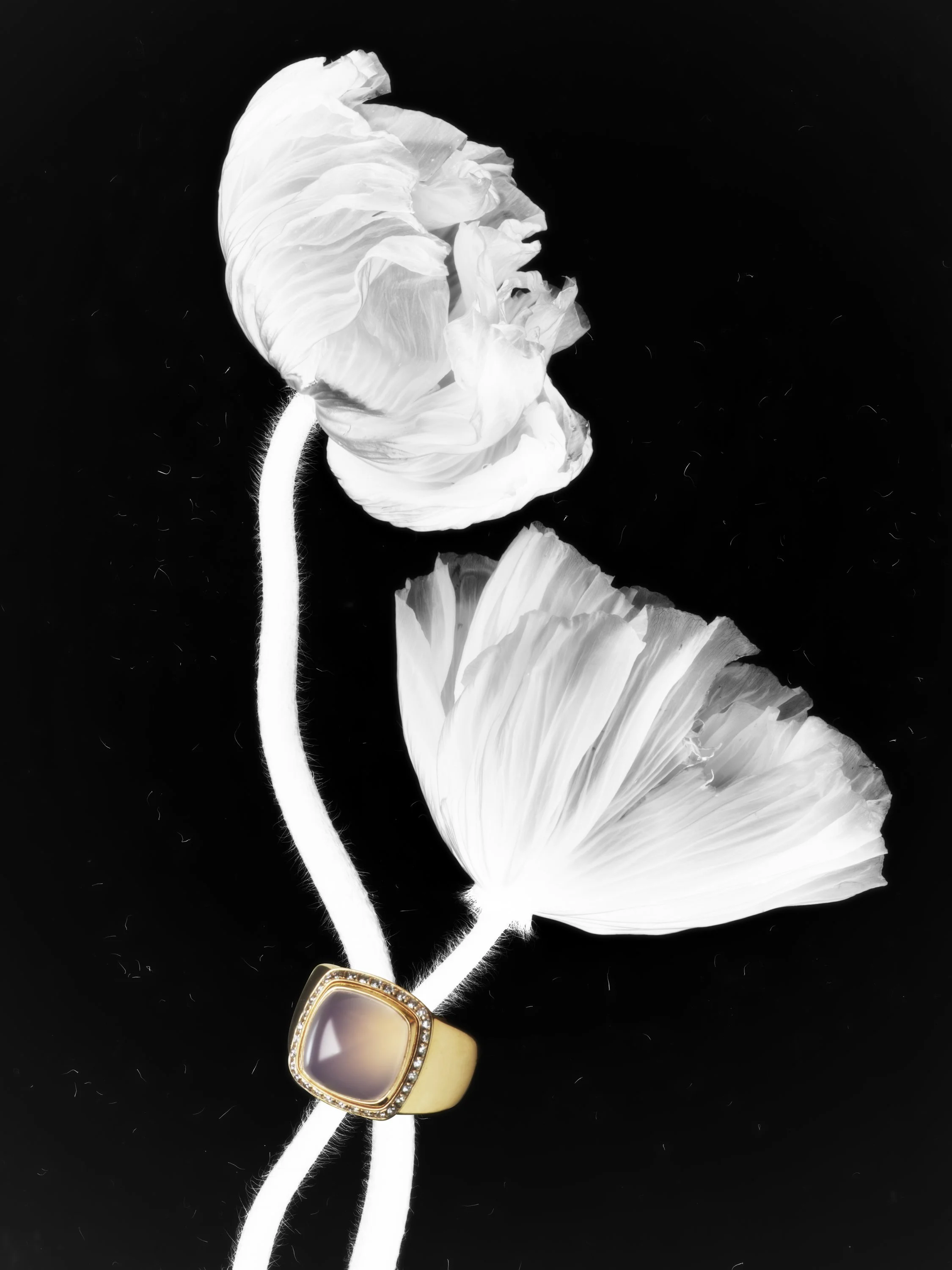 Fred, @Achille Laplante Le Brun