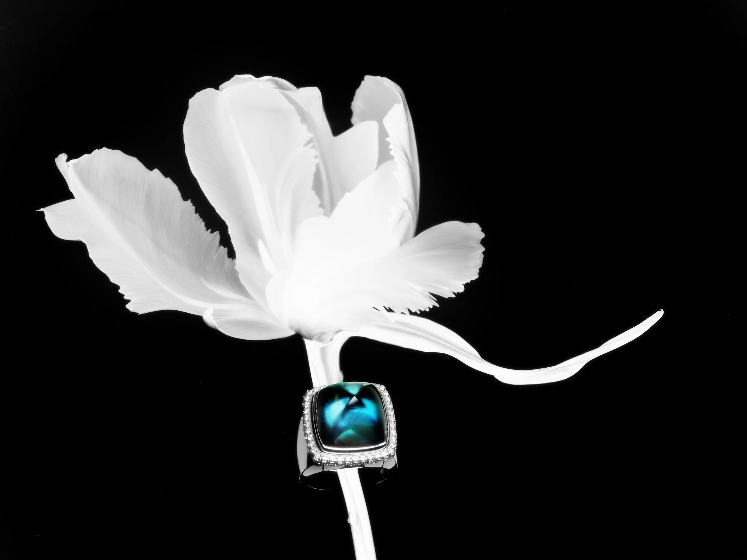 Fred, @Achille Laplante Le Brun