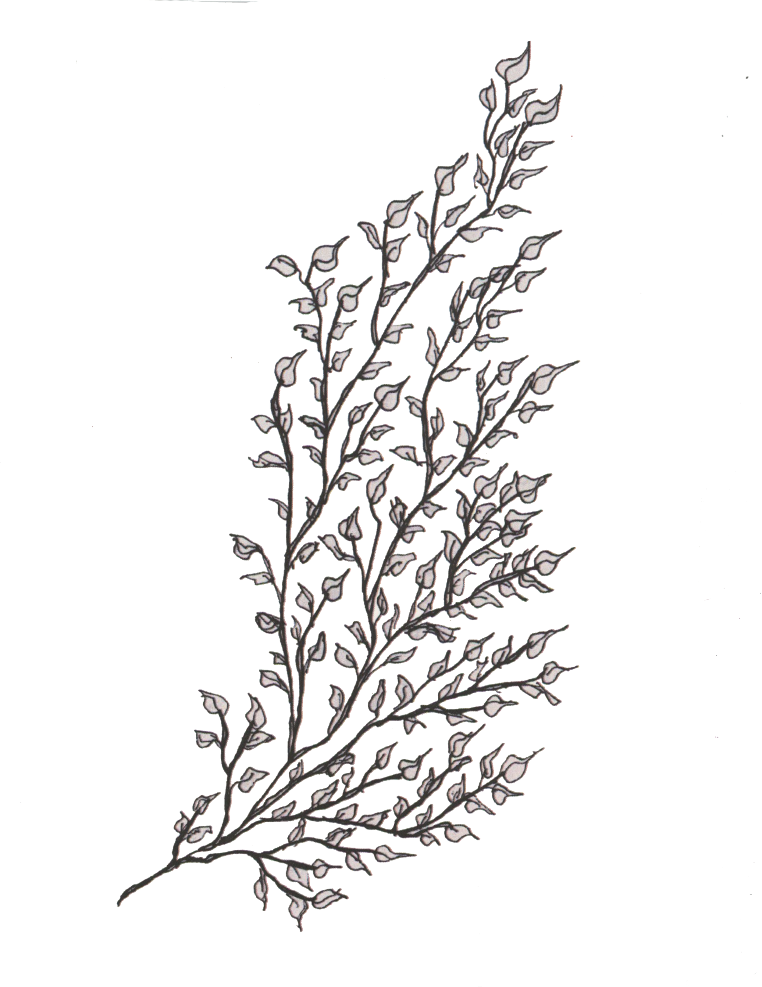 branchBW.png