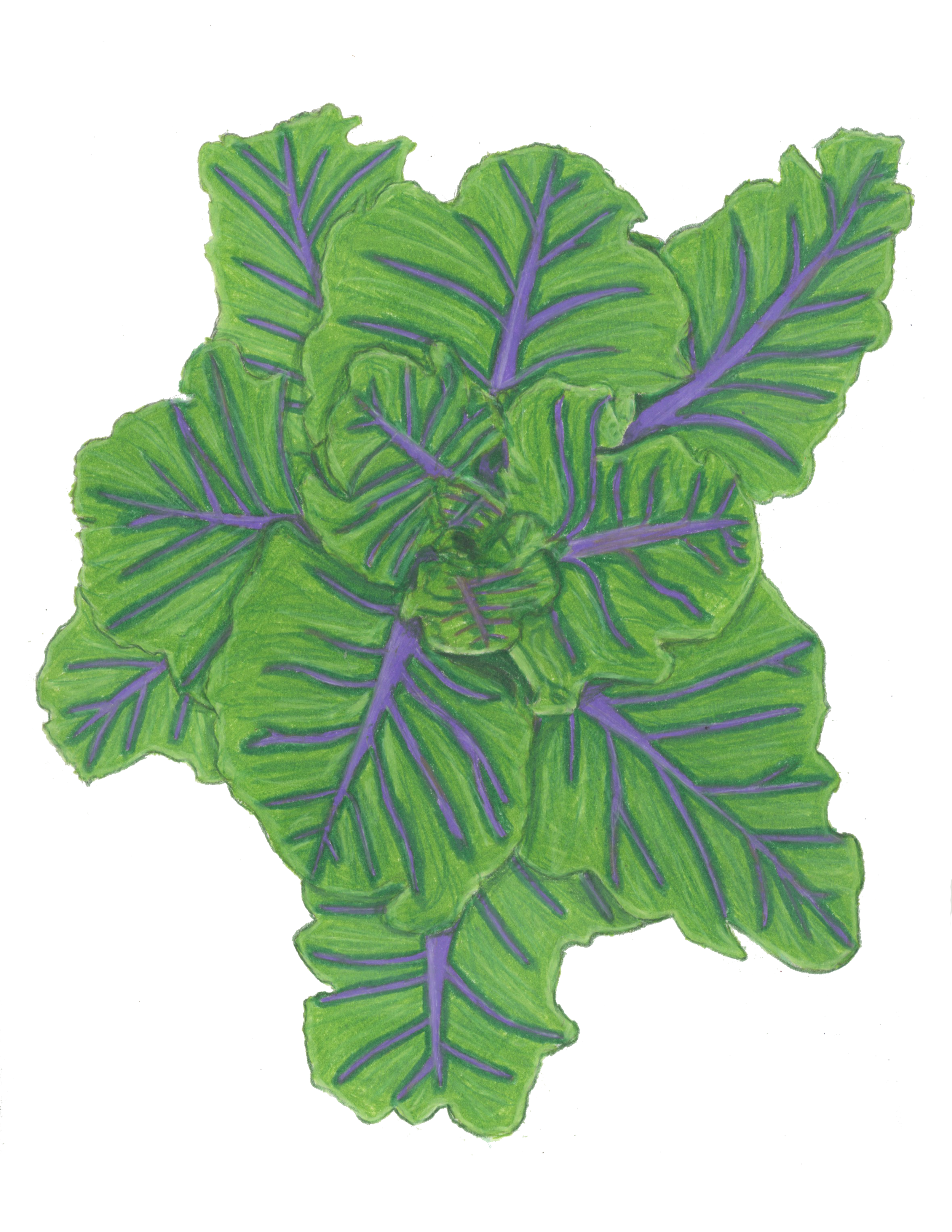 plantCP.png