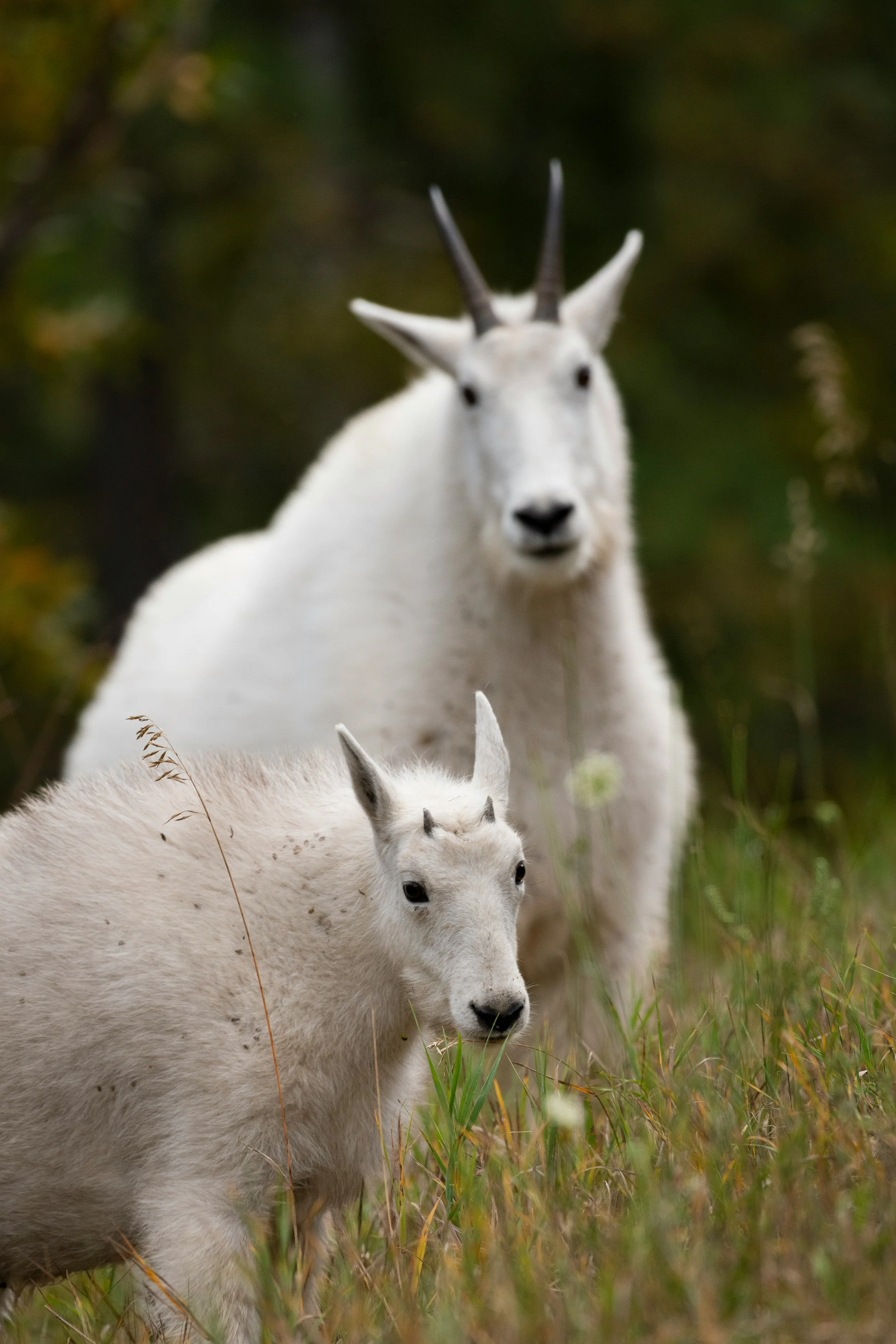 You Cannot See a National Park in Four Hours (And Why That’s Okay)