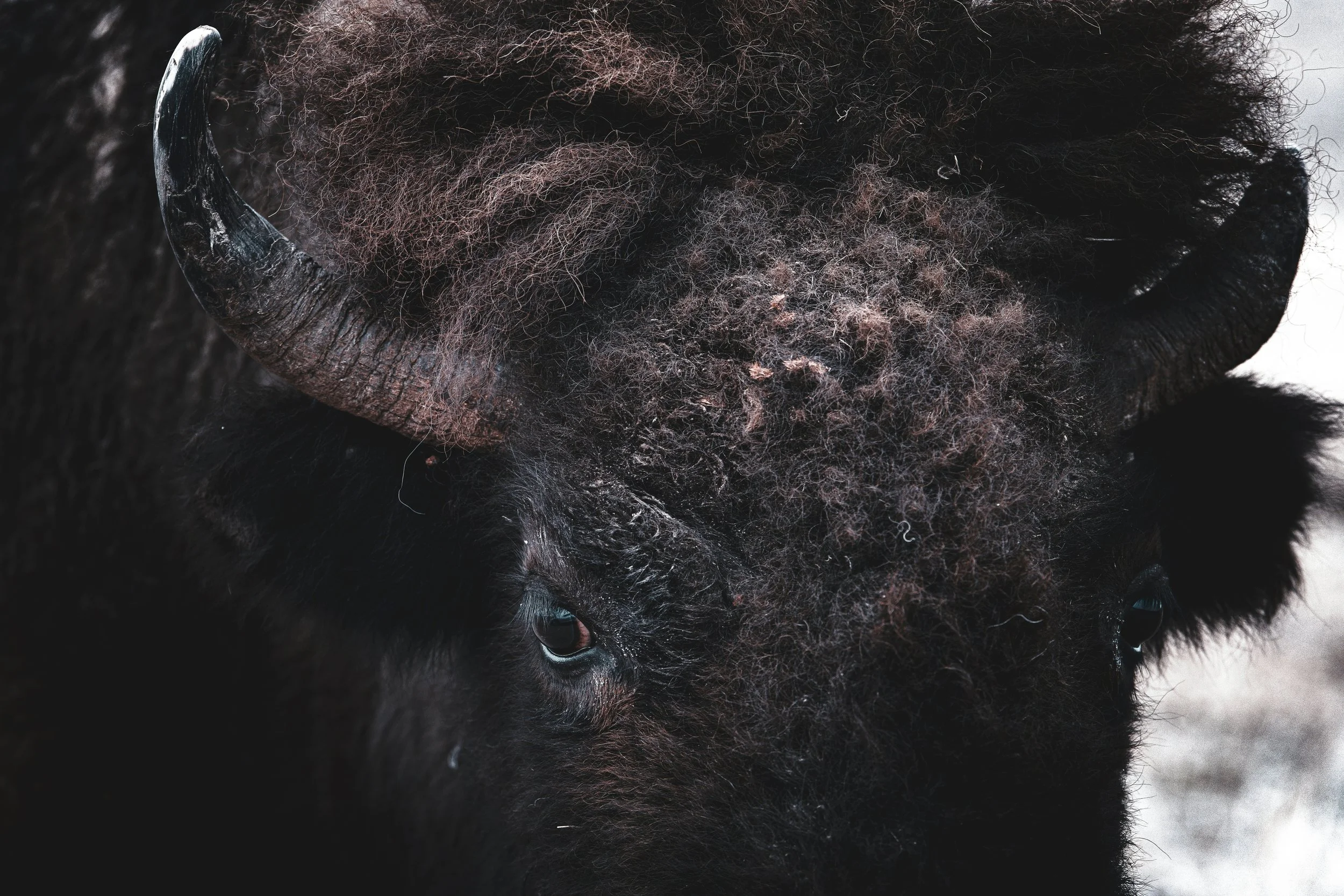 What to Watch (and Listen To) Before Visiting the Black Hills