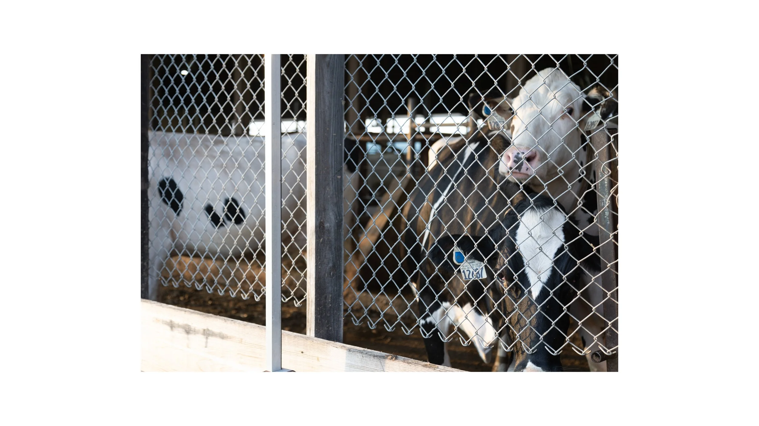 Stress on the Farm-05.jpg