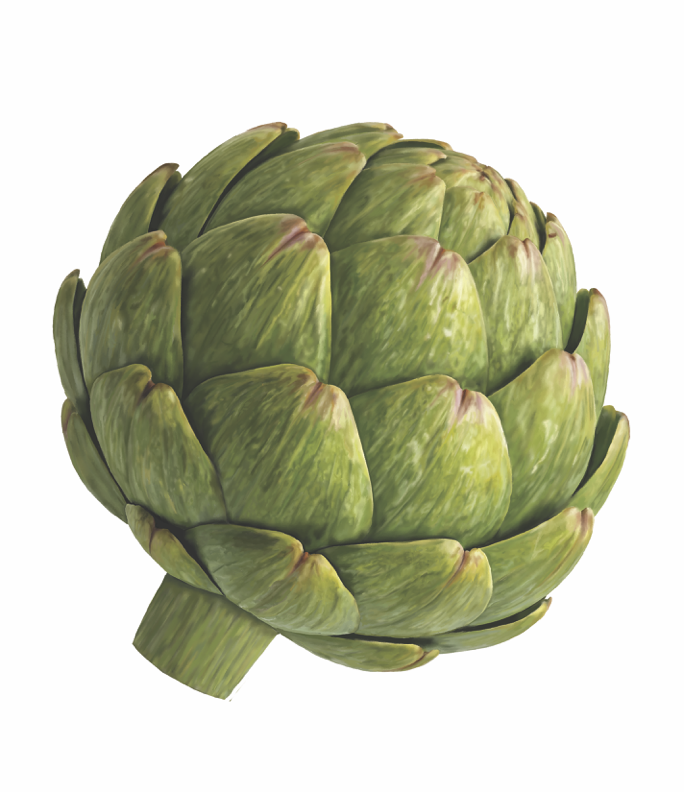 Artichoke Sticker by Shan Olesa