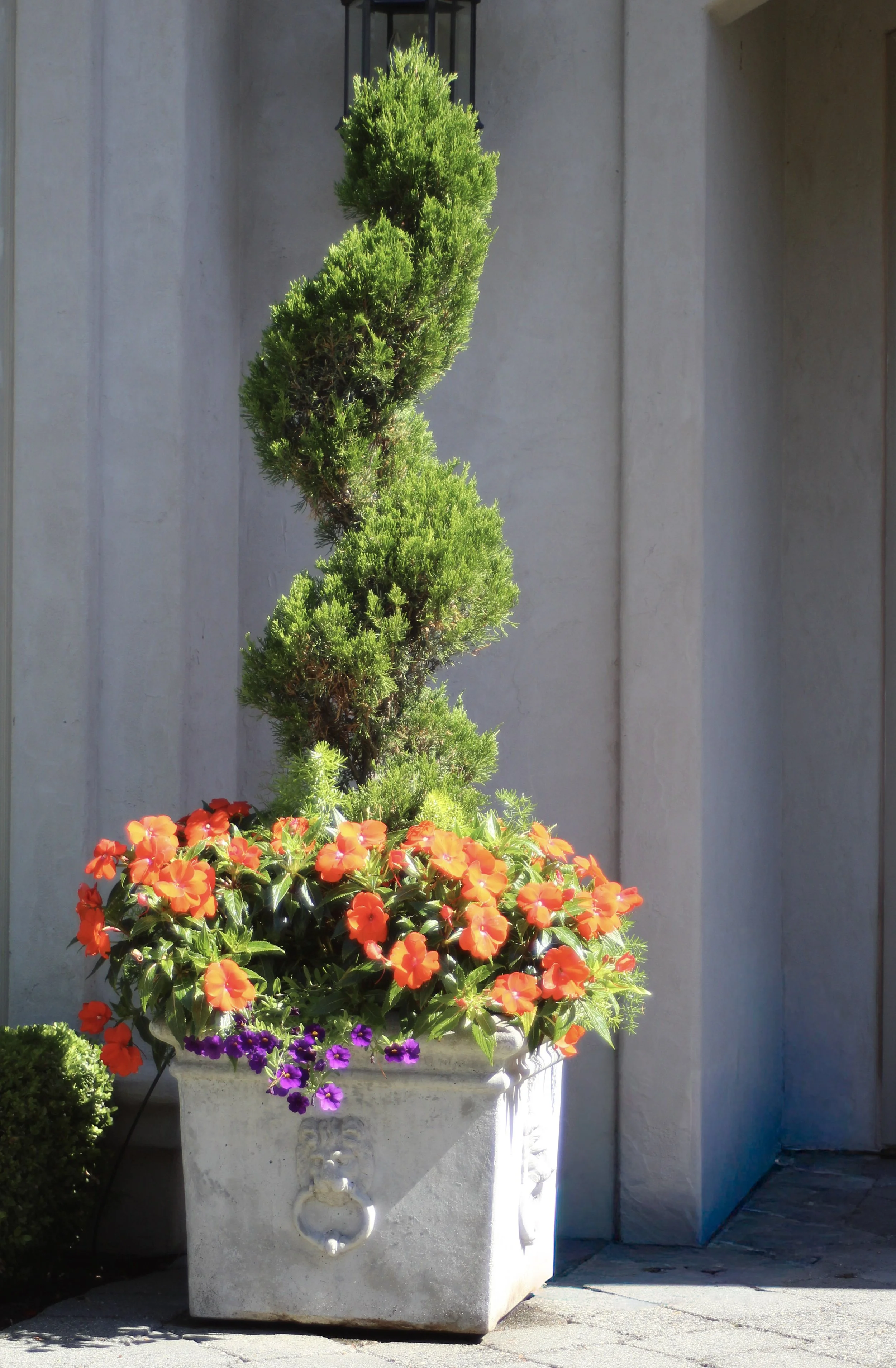 Spiral Cypress Topiary underplanted with orange impatiens and purple calibrachoa in concrete english regency style square pot