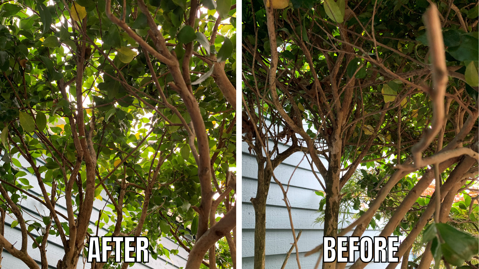 Camellia before and after pruning