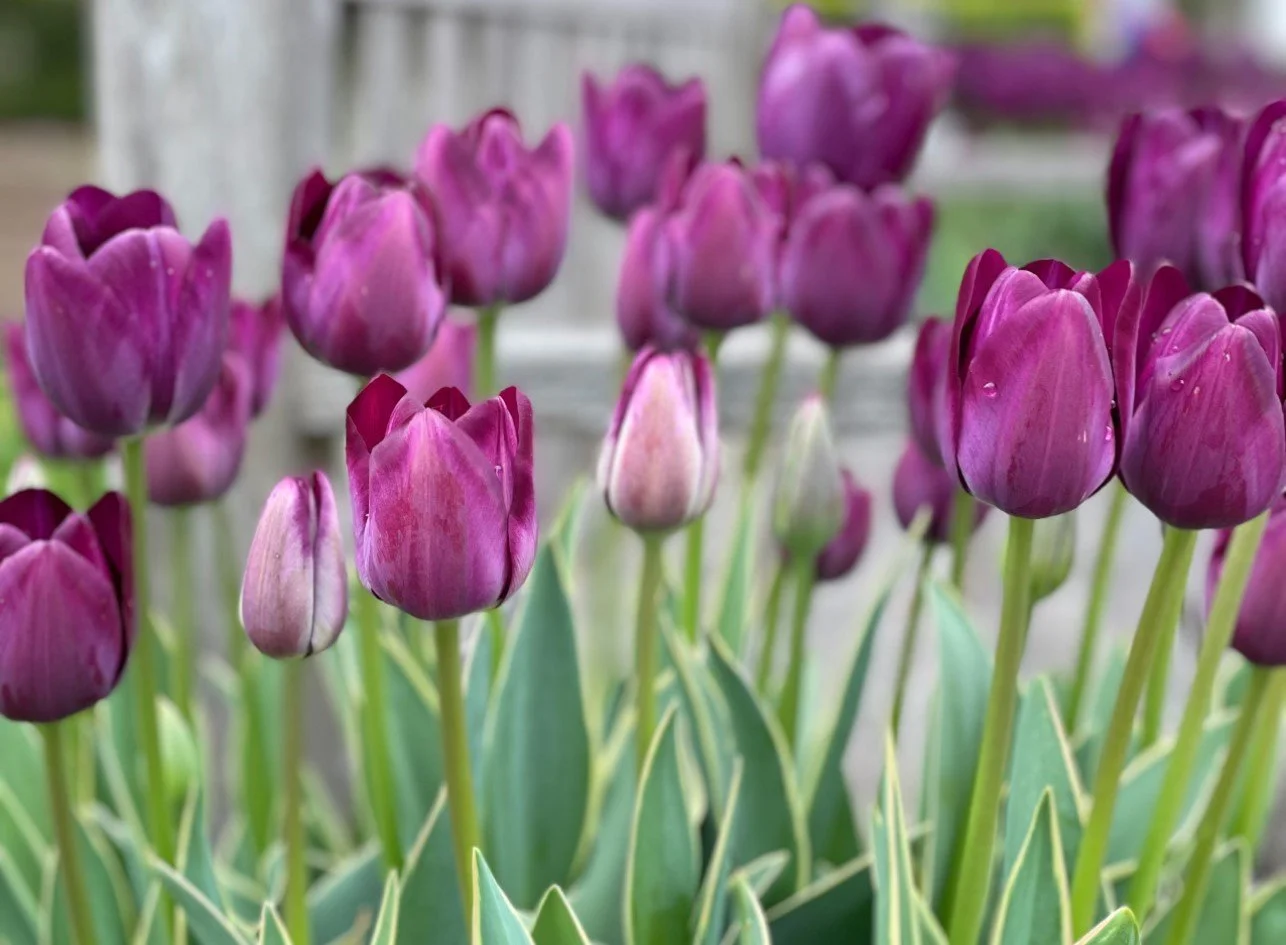 Purple tulips blooming in a garden with water droplets on the petals.