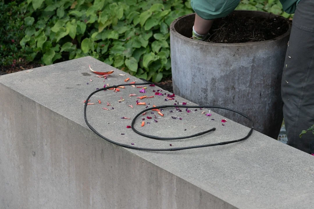 Why Spring Is the Best Time to Set Up Drip Irrigation for Containers