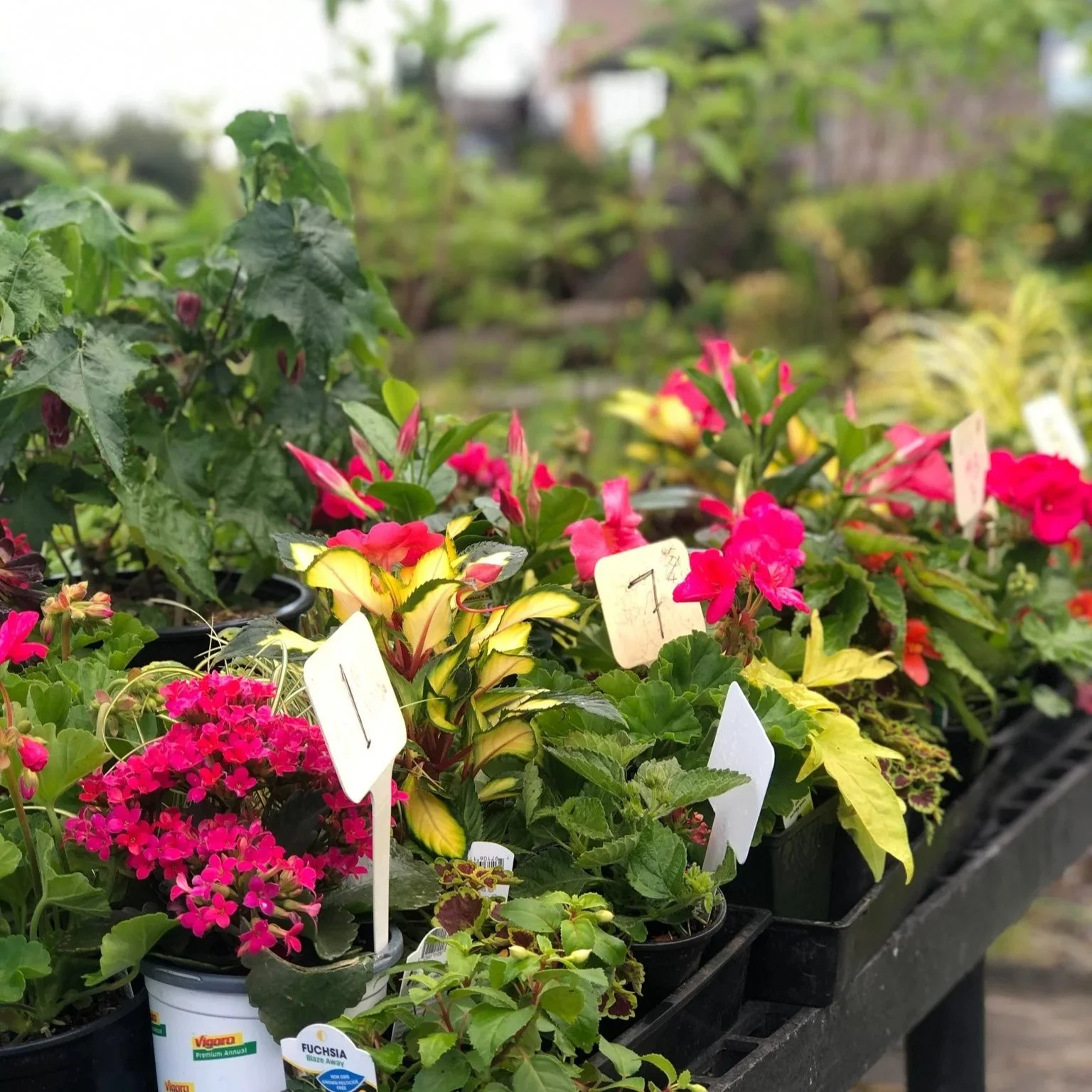 Several potted flowering plants, including pink and yellow blossoms and green foliage, arranged on a display table at a plant nursery.