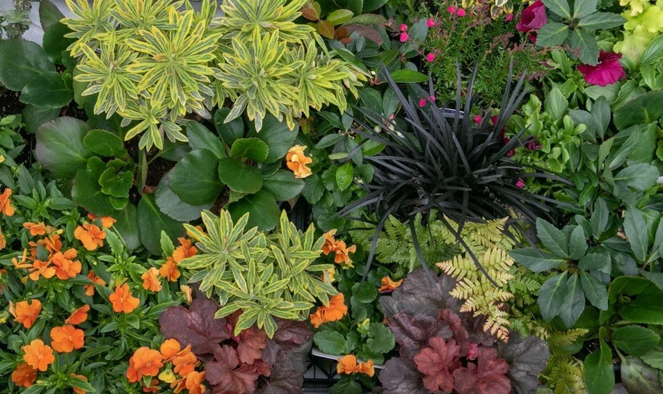 Multiple plants demonstrating autumn color and various textures