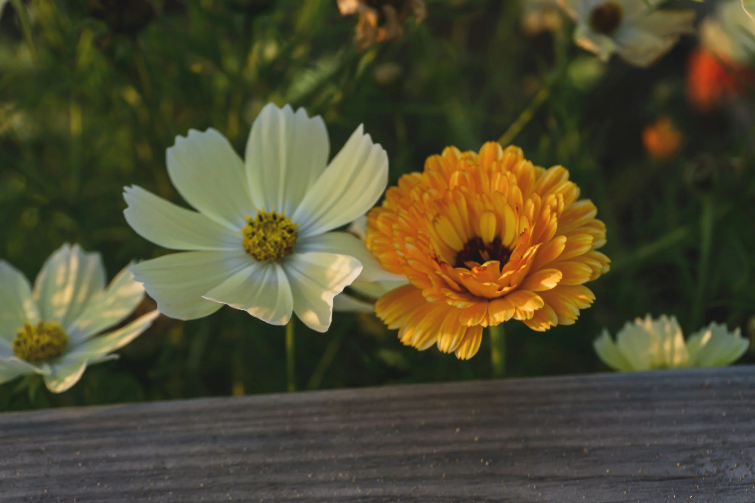 Close-up of white and orange flowers in a garden with a wooden surface in the foreground.