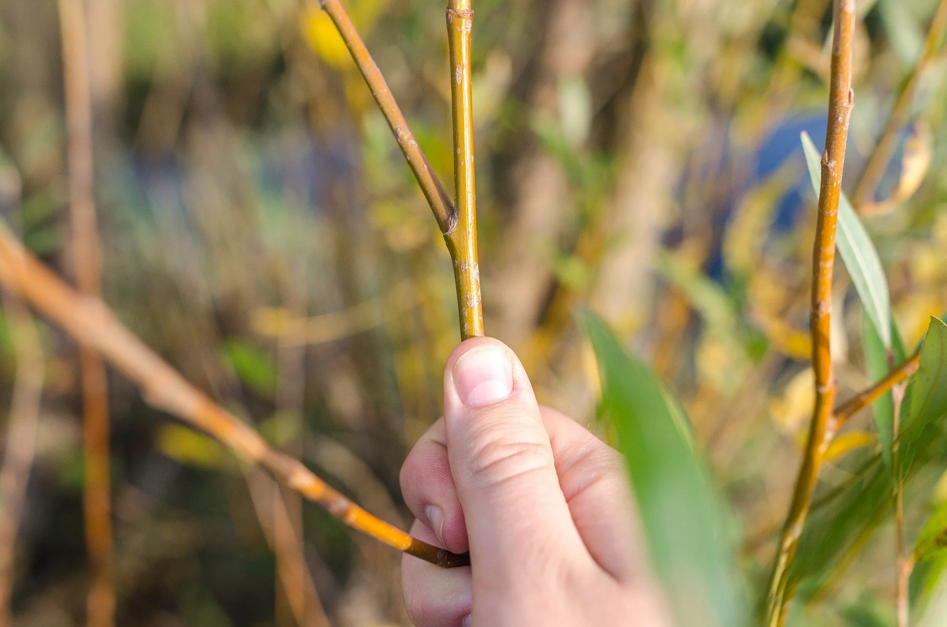 Let’s Talk Pruning!