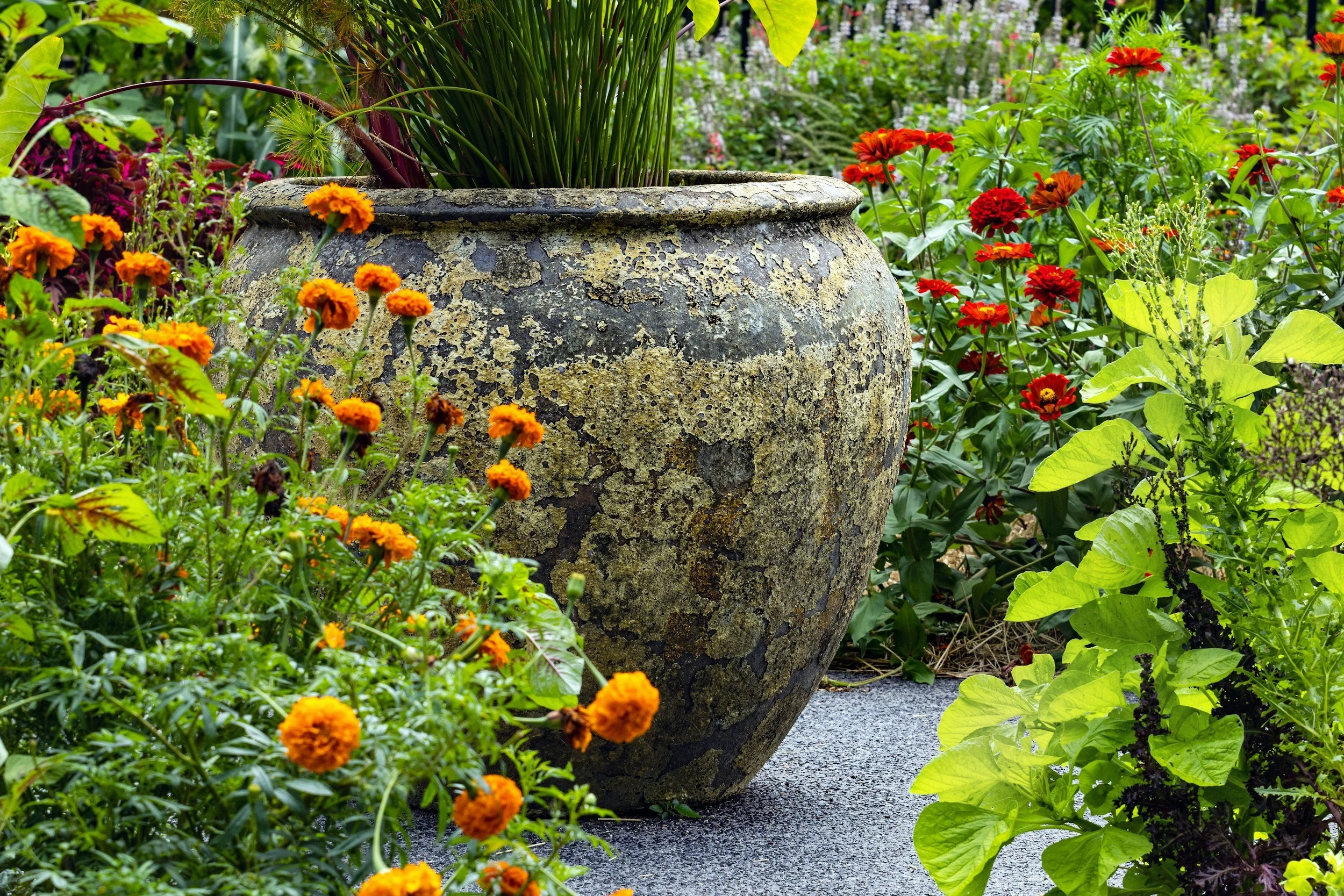 A large, weathered planter with moss and lichen growing on it, placed in a lush garden with orange marigolds, red impatiens, and green leafy plants.