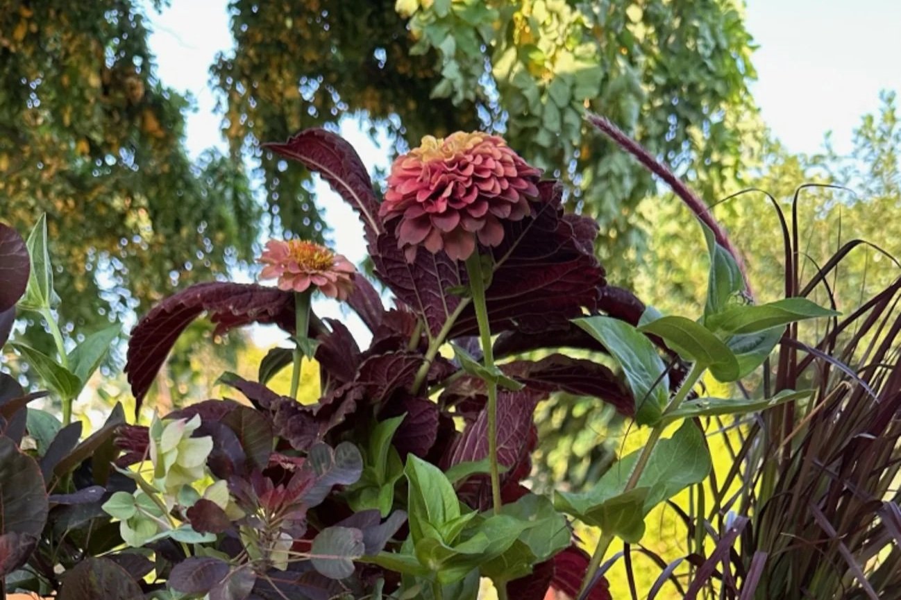 Designing a Container Garden for Sensory Delight