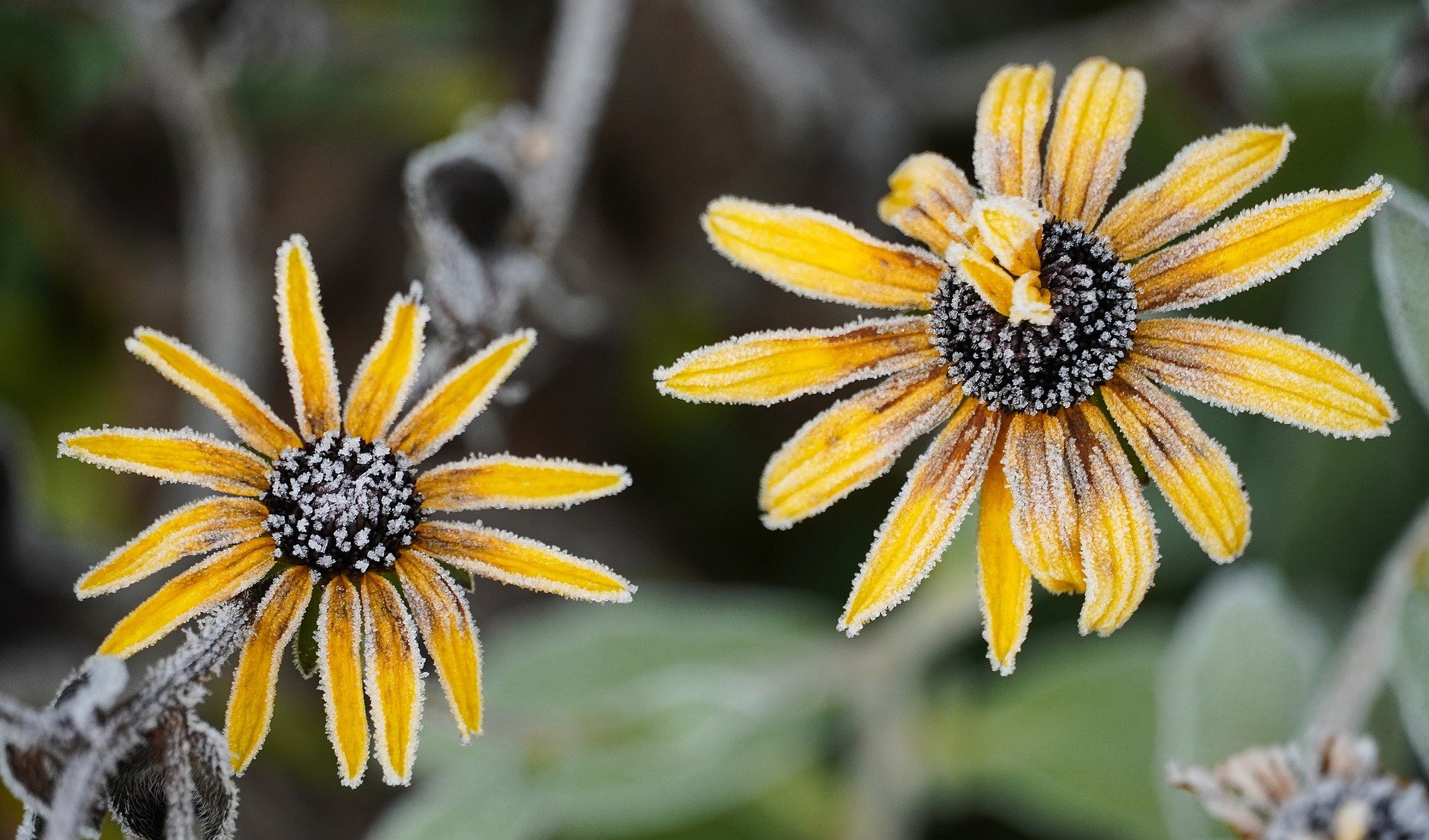 Overwintering Tender Plants: Tips for Keeping Your Tropicals Cozy